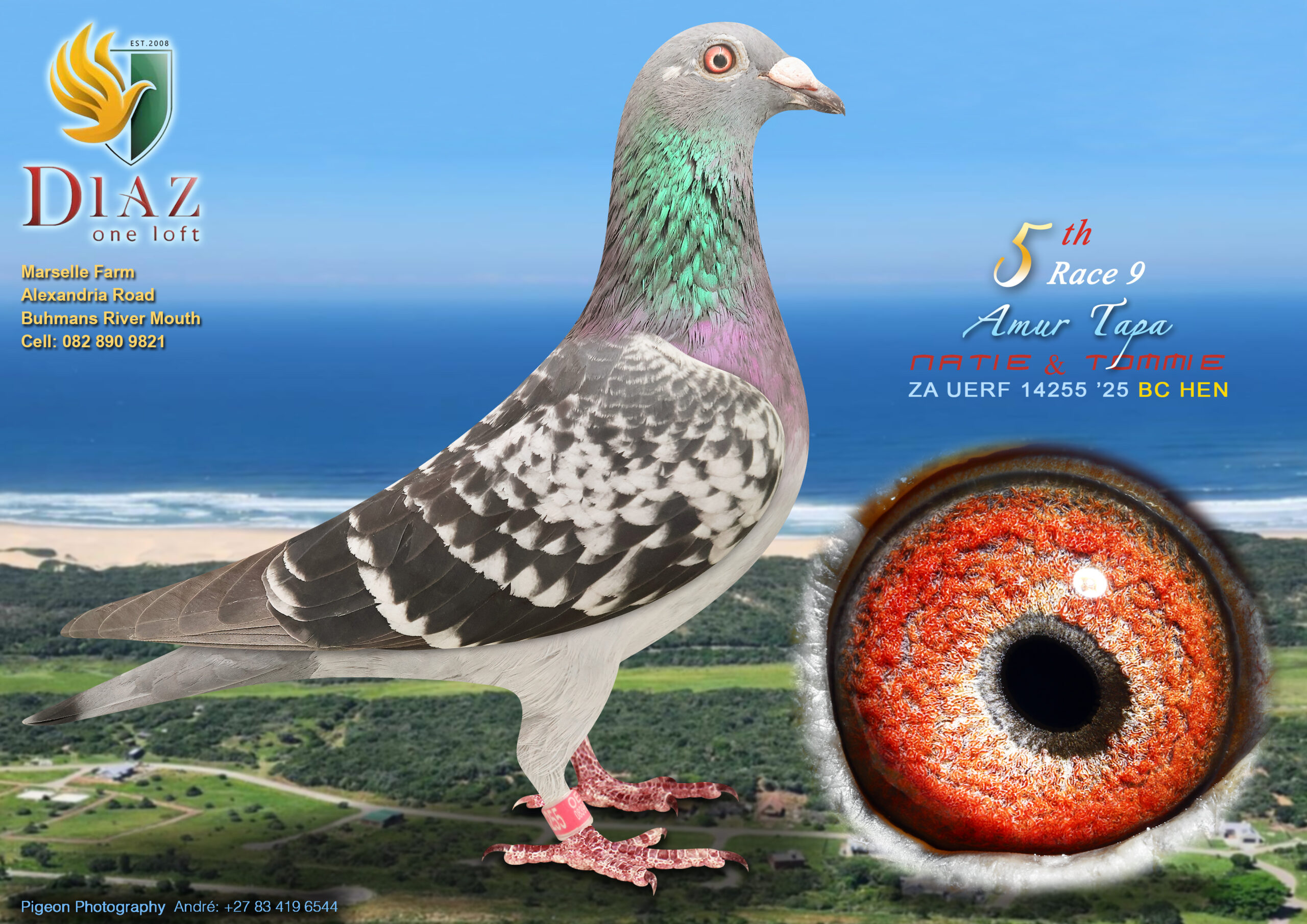 LOT 17 DIAZ OLR AUCTION 2 – NATIE & TOMMIE -14255 OERF 2025 –