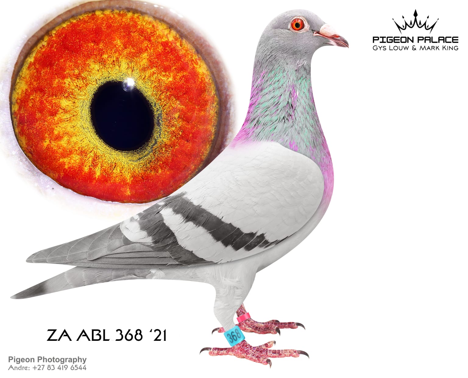 .LOT 1 PIGEON PALACE HALF SISTER “AMIRA” – ZA 21 ABL 368 BBAR HEN -Outstanding breeding halfsister 167 dam Turbo Kittel & 643 Amira 4 x union winner and SANPO gold medal winner. 368 dam to best bird TRPF also Gauteng combine Ace bird allround. Dght.63384 (Special Kittel x 95 hen) sire 604/22 a Gauteng combine winner and double union winner also. SANPO silver medal winner YB. 604 is dam to ‘Palace Prince the sire of ‘Lara’ & ‘Fiero’ excellent performers at Afrika Pro.——————-SIRE:GB-18-63384 C.Derek Walsh Red Chequer Excellent son ‘Special Kittel x 95 Hen’. G/father ‘Turbo Kittel’ SANPO Gold medal winner. Sire to 604/22 double PTA union winner & 1st Gauteng Combine Noupoort 23. 1st Crusaders best pigeon overall. ’23 1st Crusaders YB ’23 Ace union YB SANPO silver medal YB. Dam Palace Prince’ sire ‘Lara’ & ‘Fiero’ G/gsire ‘Blue Moon’ Lex Webster Dinokeng Super Ace pigeon sold for R 400 000.—————DAM:GB-19-31735 H.Dirk van den Bulck BB Pied Dam to 643 1st Nat Ace allround 2000+ pigeons 24 also best bird club & union a 4 x PTA union winner! (SOLD FOR R252 000.00 ON TOPPIGEON).Inbred back to Kittel and his famous parents. Goede Rode and Olympic Rosita are the foundation birds fron the Dirk van den Bulck dynasty.SEE PEDIGREE!!!!