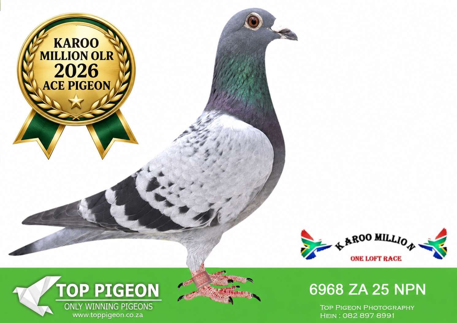 LOT 50 KAROO MILLION OLR-PENNINGTON-ZA 25 NPN 6968 -ACE PIGEON , 2ND HOTSPOT 3 EQUAL WINNER , 10TH FINAL———–SIRE:123 ZA 21 DPL .Alias “Flash Point” Strain: Dieplaagte Color: Dark Check Bred ACE pigeon Karoo Million 2026.————DAM:115 ZA 21 DPL .Alias “Ruthless Lady” Strain: Dieplaagte Color: Blue Bar Both parents are Equal 1st Final Winners CPODL 2020 & 2021, winning over R120 000. Bred ACE pigeon Karoo Million 2026.SEE PEDIGREE!!!!