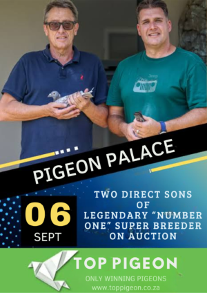 ACTIVE AUCTION - PIGEON PALACE - FROM 03 SEPTEMBER TO 06 SEPTEMBER 2026 (ENDING FROM 14:45)