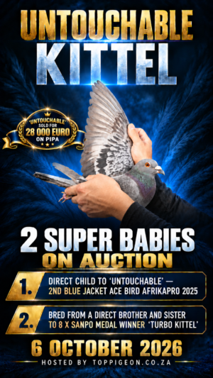 UPCOMING AUCTION - UNTOUCHABLE KITTEL - FROM 4 OCTOBER TO TUESDAY 6 OCTOBER 2026 (ENDING FROM 20:00)