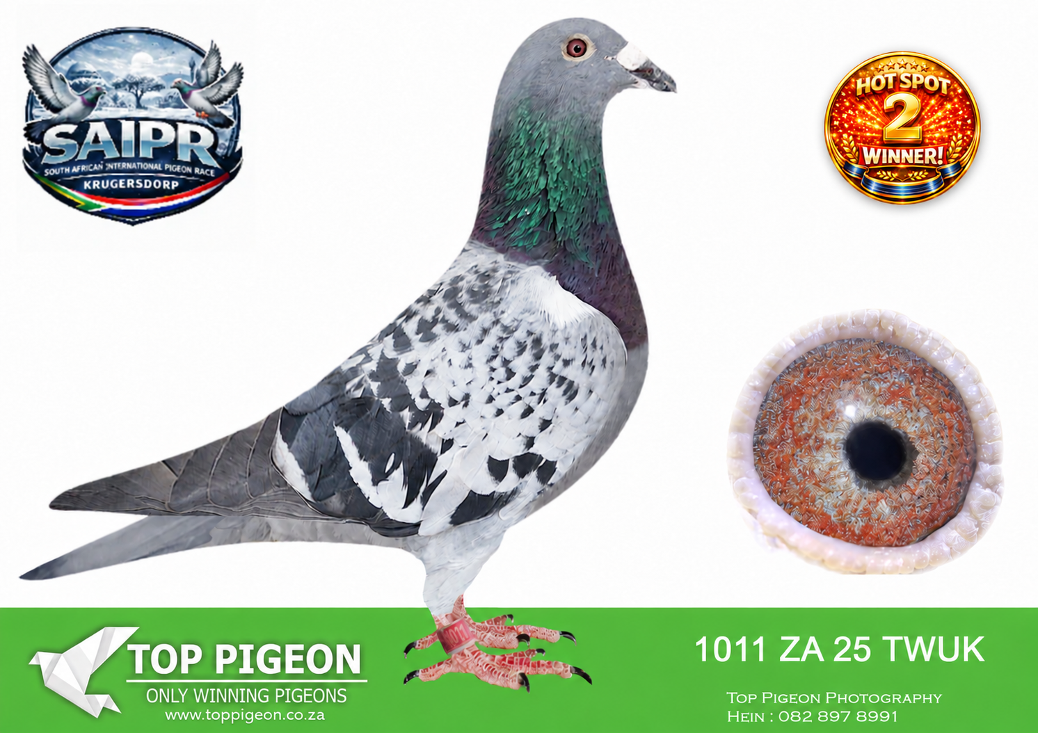LOT 49 SAIPR AUCTION 3 -Johan Smallberger-TWUK 1011 2025 – HOTSPOT 2 WINNER WINNING R50 000.00———-SIRE:481 NOVPF 20.PUTT TOM LOCK SUPER BREEDER FOR ME WITH 493 20 THE BABIES OUT OF THIS PAIR DO VERY WELL.————DAM:493 NOVPF 20 BB DUPREEZ EN DEETLIFS BREED 3131 23 BB H SUPER FLYER FOR ME LEADING THE YOUNG BIRD AVG AT HANOVER.SEE PEDIGREE!!!!