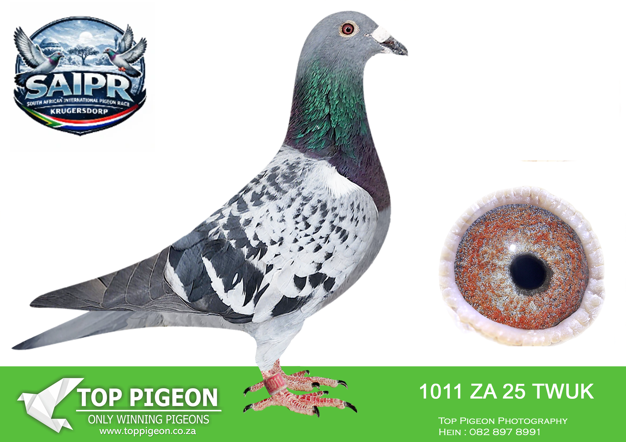 LOT 49 SAIPR AUCTION 3 -Johan Smallberger-TWUK 1011 2025 –