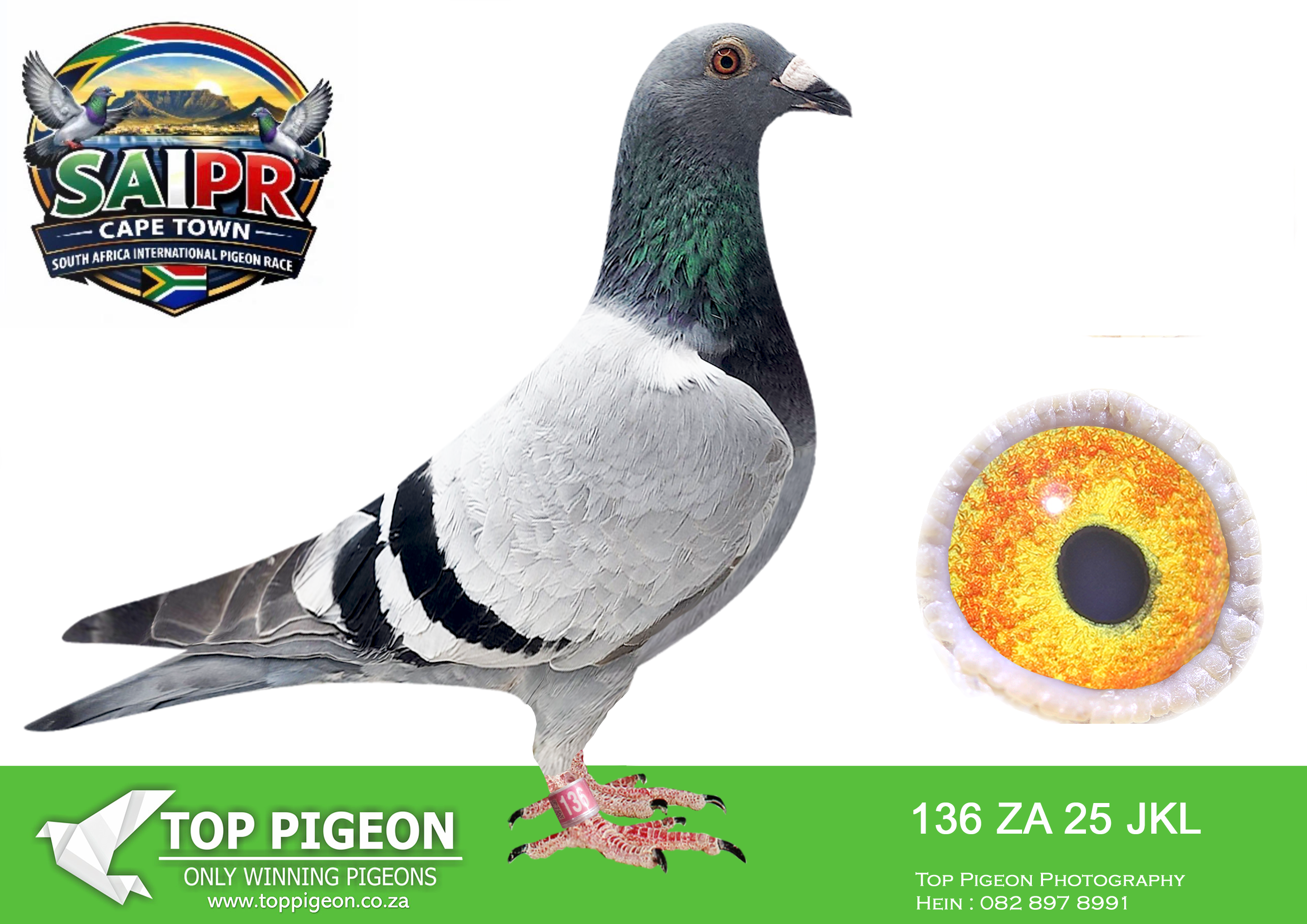 .LOT 2 SAIPR CAPETOWN-Exclusive Pigeon Paradise-ZA-2025-JKL-136 –