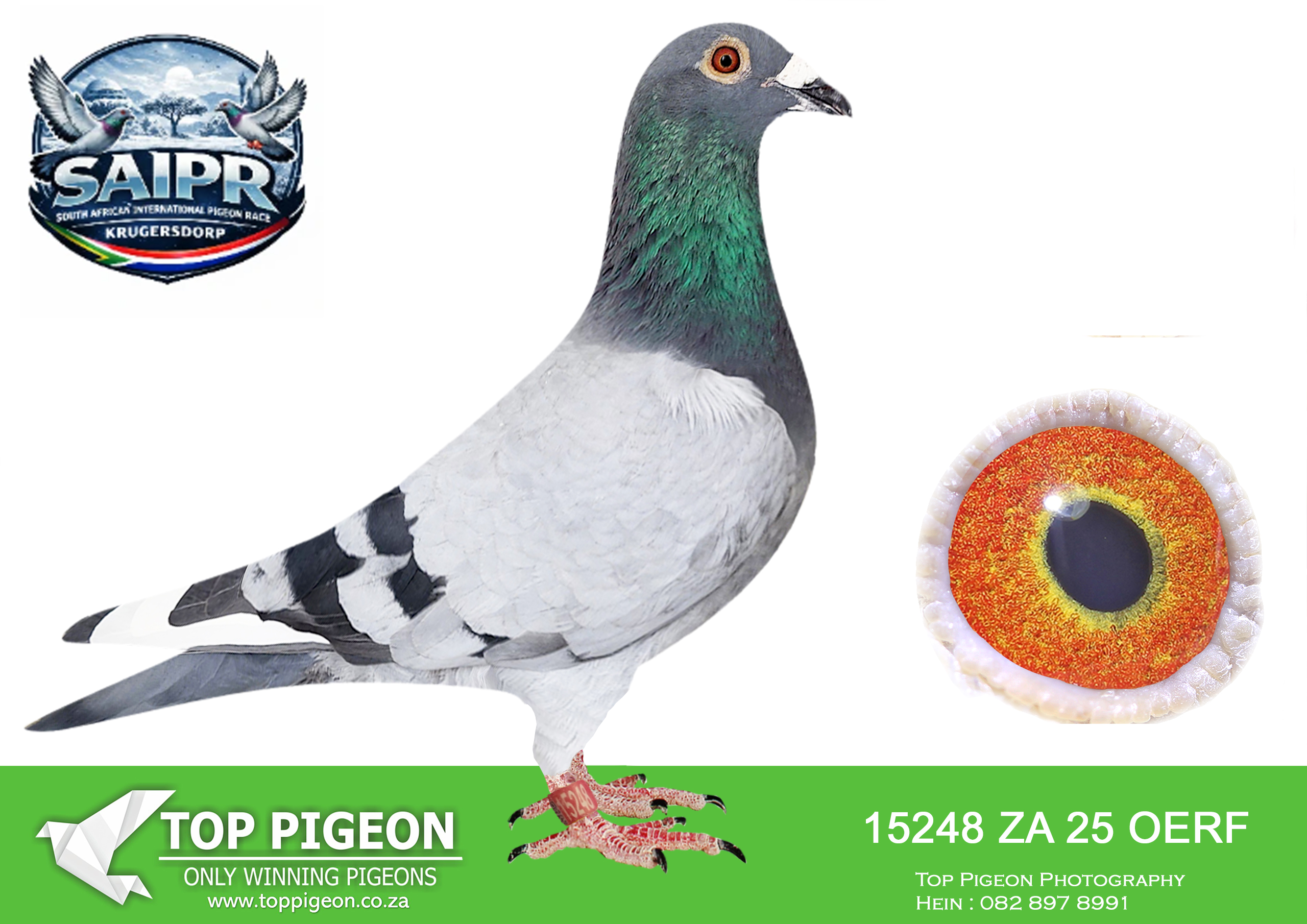 ZZ..LOT 108 SAIPR AUCTION 3-Uthembakele Family-ZA OERF 15248 2025 -SIRE:4164512 23 BE.Strain: SON GENTLE LADY 512 Samuel mbiza co- breeding with PEC.———-DAM:4130135 19 BE. BEST KITTEL/GANUS. SIRE IS Alias “FATHER BEST KITTEL” FATHER BEST KITTEL 1.NAT ACE KBDB SPRINT ’17 4.NAT ACE KBDB SPRING ’16.SEE PEDIGREE!!!!
