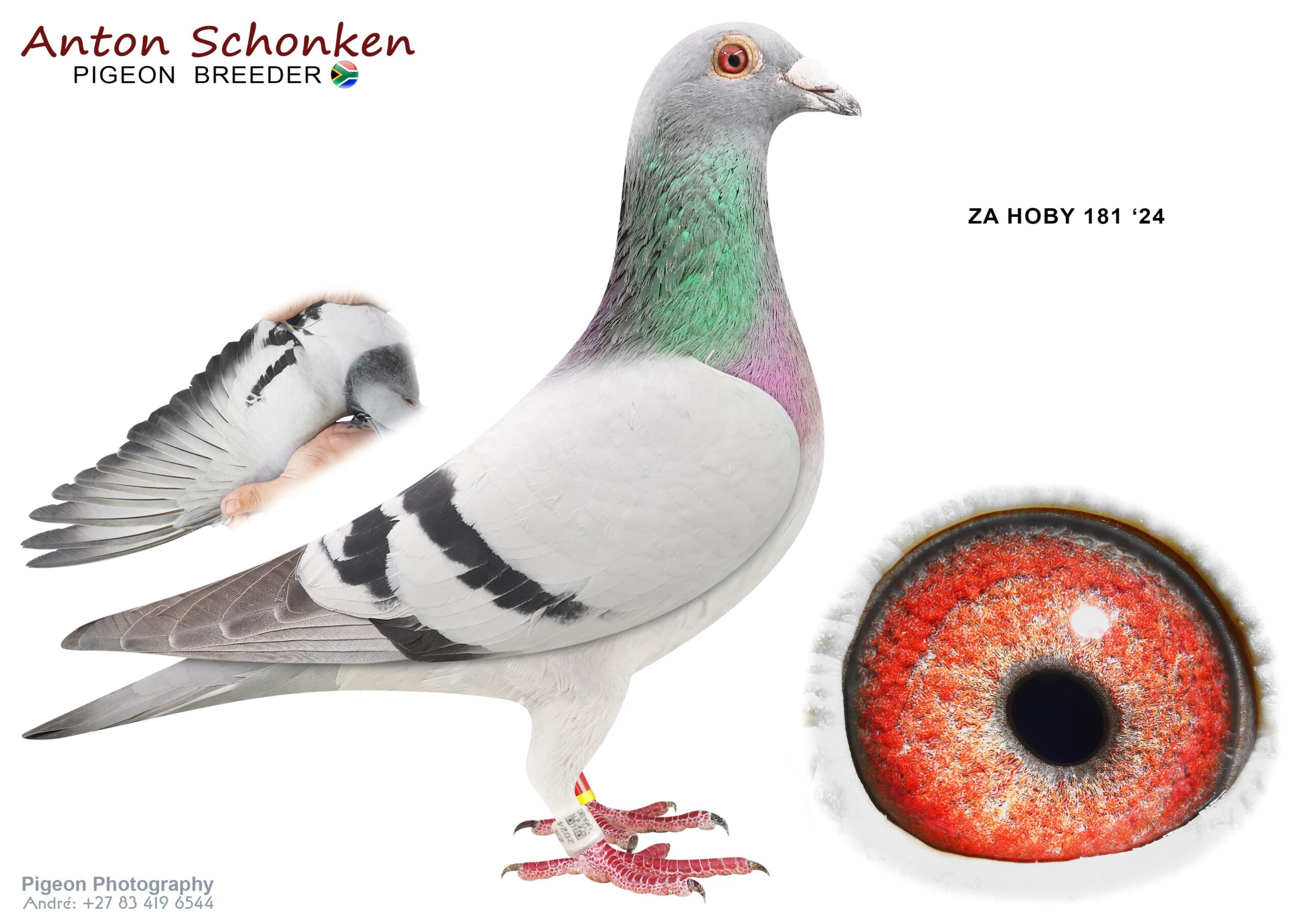 .LOT 9 ANTON SCHONKEN – ZA 24 HOBY 181 -Ornat , Soraia Special One Ganus. Murdock, Hallover Ganus Laureaat , Star, Milos Best for breeding endurance and stamina————-SIRE: 266 ZA 22 HOBY .Alias “Ornat Hallover” Strain: Anton Schonken Color: BB Absolute best One Loft bloodlines bred from great imports. Racing results everywhere. See pedigree. The best blood you can race with confidence. Stunning breeder.————DAM:056 ZA 21 HOBY .Alias “Blue Star” Strain: Laureaat/Verwij De Haan Color: BB Great handler and Breeder. Great genetics. For the hard races. He breeds hard race babies with success. Red Rose is from bred from Ace Pigeons see pedigree. She also loves breedin 11 flights. A real Champion Pigeon.SEE PEDIGREE!!!!