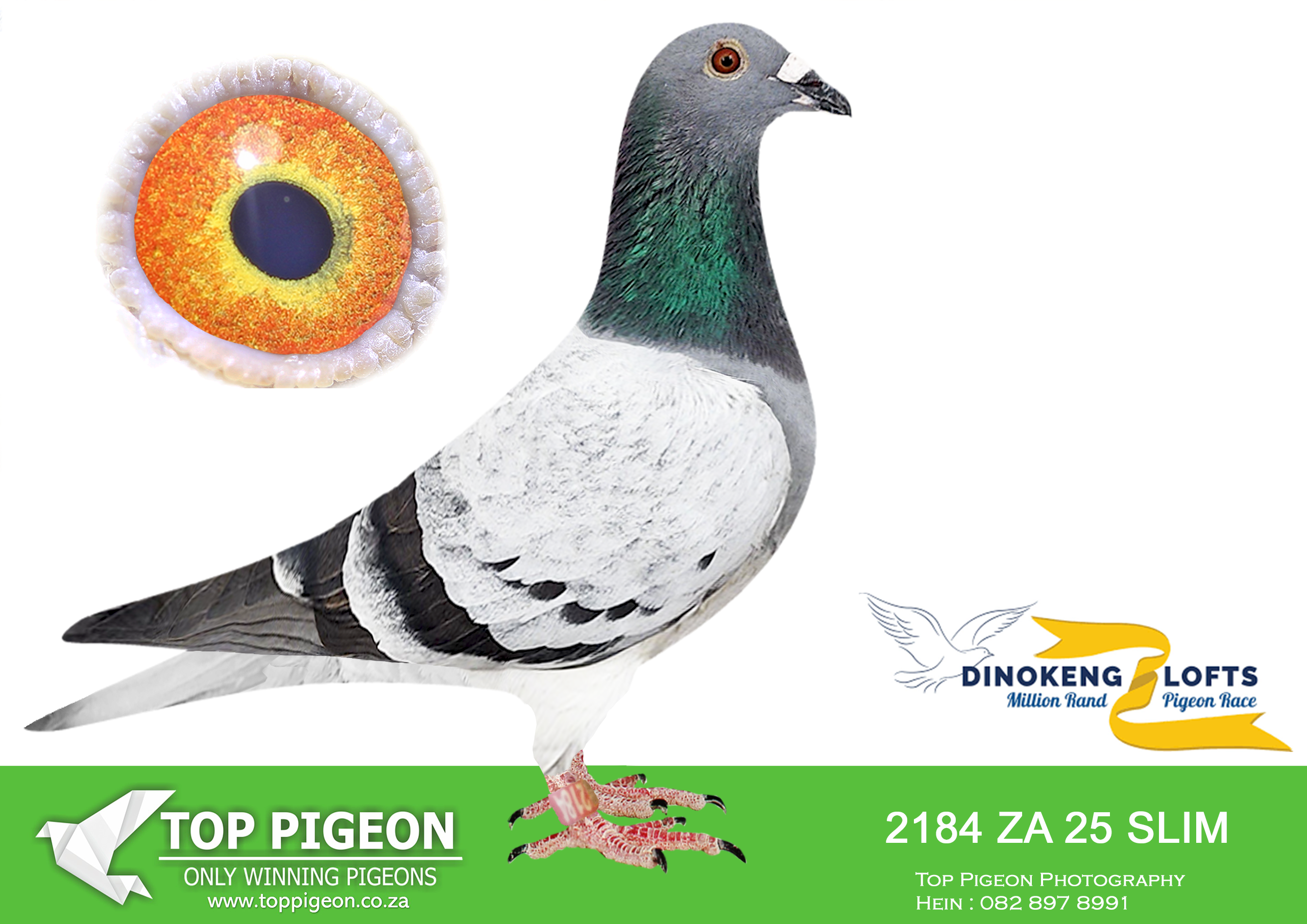 LOT 42 DINOKENG AUCTION 2-FARMERS LOFTS-ZA SLIM 25- 2184 –