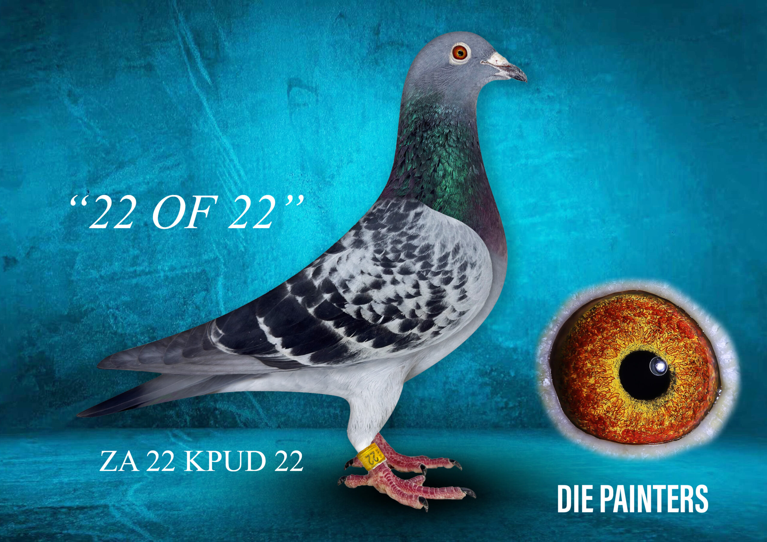 .LOT 6 DIE PAINTERS – ZA 22 KPUD 22 – “22 OF 22” Painter NG Hen Check Direct inbred daughter of the legendary “17 X WINNER”. All of our best performers at Afrikapro and at SAIPR carries her blood: “MAP” – 1st Final Afrikapro 2025 is out of “DUAL PURPOSE” her grandson. “BABIQUE” – 6th Final & 3rd Race 5 Afrikapro 2026 is out of “BAKBEEN” also a grandson. “SHEWASDU 2 WIN” – 1st Afrikapro Green Jacket 2024 – also out of “BAKBEEN” “ULLTRA” – 1st Final SAIPR Winter 2026 is out of “3 SISTERS HEN” – her daughter. “PARMEDAL” – 7th Blue Jacket Afrikapro 2023 is out of “MEDAL MISS” her granddaughter. “SAPPHIRE WHIP” – 3rd Final SAIPR 2023 is out of “RING FACIE” her daughter. “THE 17 X WINNER” won 17 races over 3 years of racing and overshadowed her racing career with her breeding prowess – in addition to her progeny’s golden trackrecord at OLR’s she is also mother to SANPO MEDAL WINNER and grandmother to 2 individual SANPO GOLD MEDAL WINNERS. “22 OF 22” was bred when “THE 17 X WINNER” was mated to her best son “NEW KING”. She was a late-bred in 2022 and we only bred from her in 2024 the first time. She has already produced 2 winners for us.SEE PEDIGREE!!!!