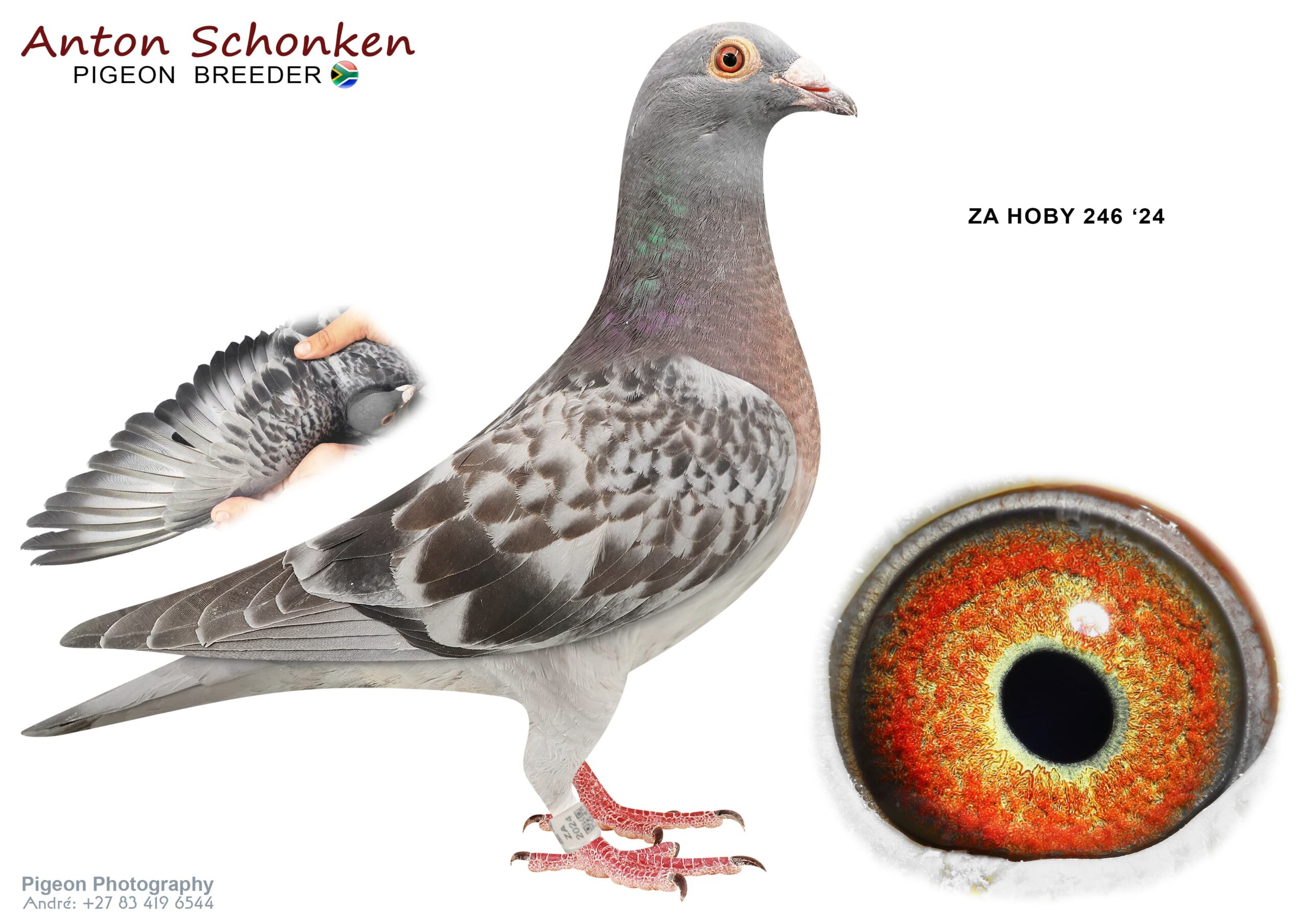 LOT 10 ANTON SCHONKEN – ZA 24 HOBY 246 -From Blue Sky Miss Black Hardy Kruger and best od Birdy. Breeder line of Cape Town Ace—————SIRE: 07274 DV 19 967 .Alias “Blue Sky Miss Black” Strain: Hardy Kruger Color: Dark Check Outstanding son from Super Son from BLACK POWERBLUE SKY X MISS BLACK————–DAM:214 ZA 20 HOBY .Alias “Best of Birdy ” Strain: Anton Schonken Color: Dark Check Laureaat 2492 on Black Ocean Birdy Definate Breeder for One Lofts.SEE PEDIGREE!!!!