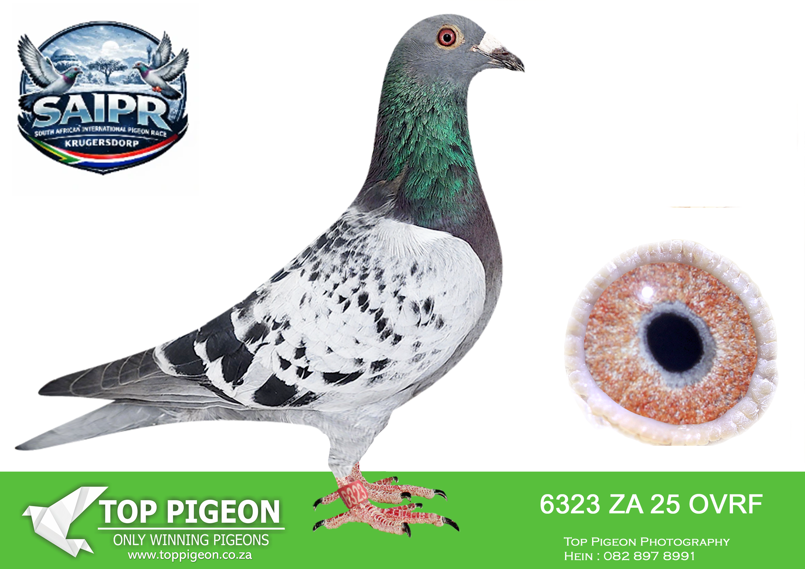 LOT 11 SAIPR AUCTION 3 -Magetzane & Jaco Bekker-ZA OVRF 6323 2025 –