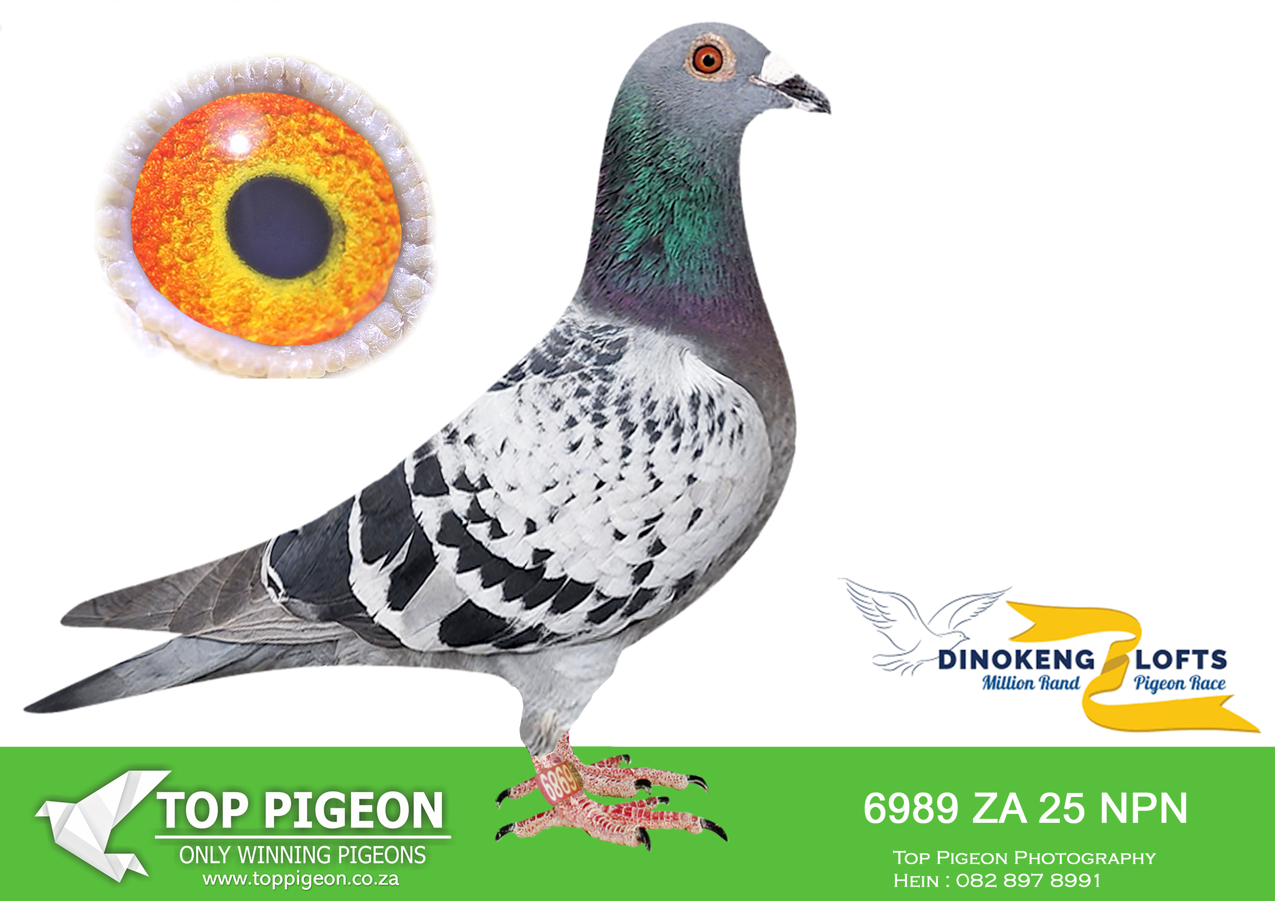 LOT 26 DINOKENG AUCTION 2-PENNINGTON LOFT-ZA NPN 25- 6989 –