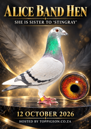 ACTIVE AUCTION - ALICE BAND HEN - FROM 11 OCTOBER TO MONDAY 12 OCTOBER 2026 (ENDING 20:10)