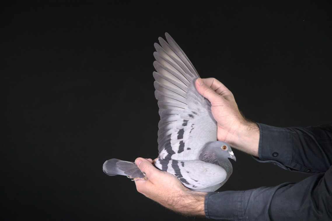 ZZ..LOT 167 AFRIKAPRO AUCTION 1-SchalkwijkPigeons-Thoné/R&R Loft-VanHauteA&F-VanDeVelde-BE-25-4178600 –