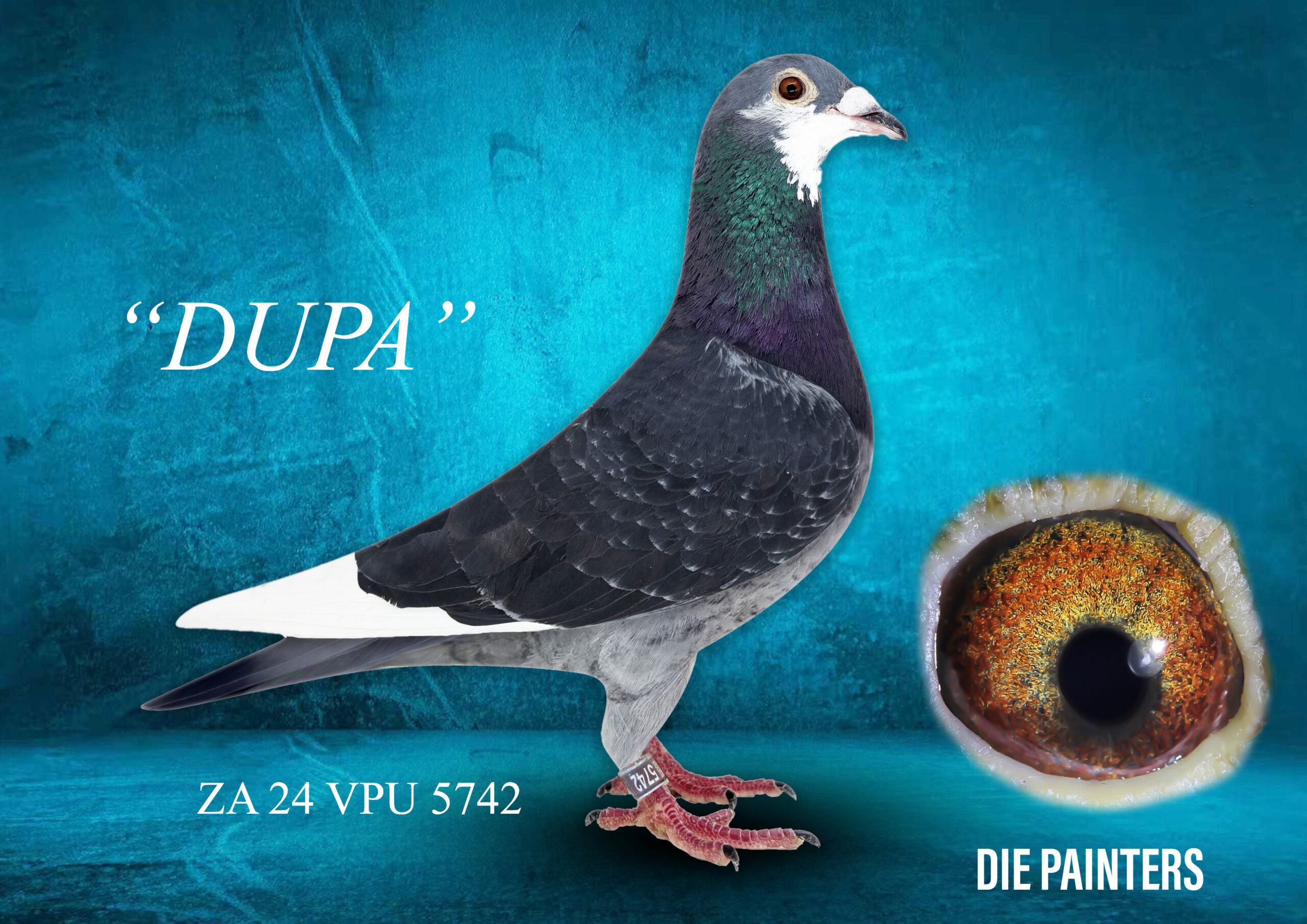 .LOT 3 DIE PAINTERS – ZA 24 VPU 5742 – “DUPA” Painter Cock Dc Pied Direct son of two great breeders. “NEW DUDE” is arguably the purest Old Putterie alive. He has bred many champions for us and his children have bred champions as well. He is father and grandfather to more than 15 winners. “OUPASKE” is also a super breeder of exceptional pigeons. Her son 6855 is a Federation Winner and has produced 2 individual “only bird on the day” Federation winners. She has produced Union Winners in 4 different lofts. She is also half-sister to “KIARA” who bred the Karoo Million Final Race Winner. Also half-sister to the “3 SISTERS HEN” who bred the SAIPR Final Race Winner. A full brother to “DUPA” is a winner for Painters Rietbok.SEE PEDIGREE!!!!