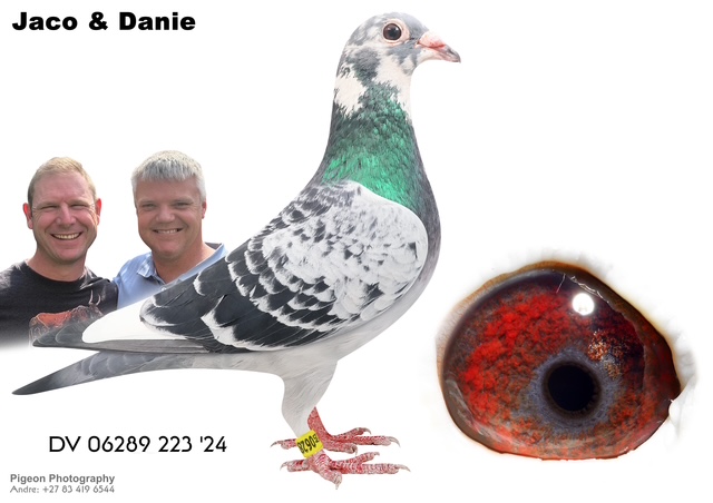 .LOT 9 JACO & DANIE – DV 06289 24 223 – SIRE:NL-18-1632511 V.Dirk van Bulck/Sanger . Son from Bratt, Bratt ful brother to Kittel 1. Nat ace KBDB 2013 1.best sprint ace in KBDB history 1.———–DAM:NL-20-1779652 W Carmen Dirk Van den Bulck. DOUBLE GRAND DAUGHTER TO “BROER GOEDE RHODA.”.SEE PEDIGREE!!!