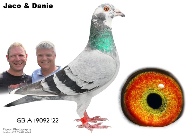 LOT 10 JACO & DANIE – GB 22 19092 -SIRE: 1064611 BE 21 .Alias “LITTLE HUGO” Color: Grizzle FROM THE SAME SIRE AS BLUE BEST KITTLE THE 2021NKBDB NAT ACE SPRINT OLD BIRDS BELGIUM.———–DAM: 1675301 NL 21 .Alias “GOLDEN GIRL” Strain: DIRK Van Den BULCK Color: BLUE BAR W/F DAUGHTER KATU & GOLD DUST THIS HEN IS A GOLDEN PRODUCER.SEE PEDIGREE!!!!
