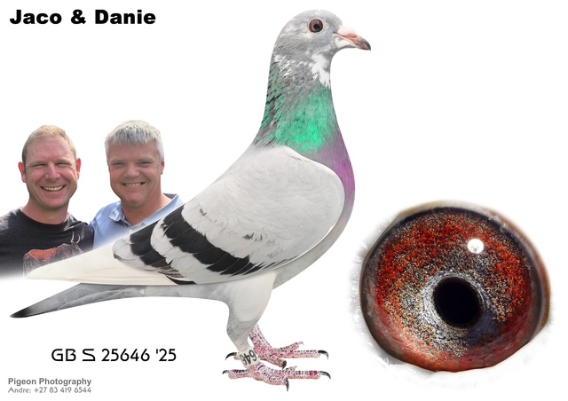 .LOT 7 JACO & DANIE – GB 25 25646 -SIRE: 18983 GB 22.Alias “BLUE BEARED” Strain: GARY COX Color: B BAR PIED INBRED TO SUPER KITTEL BLOOD.————DAM: 56365 GB 23 .Alias “KIT MIX FANIE” Strain: GARY COX Color: BLUE BAR W/F SUPER RACER WON 1ST FED 1997 BIRDS.SEE PEDIGREE!!!!