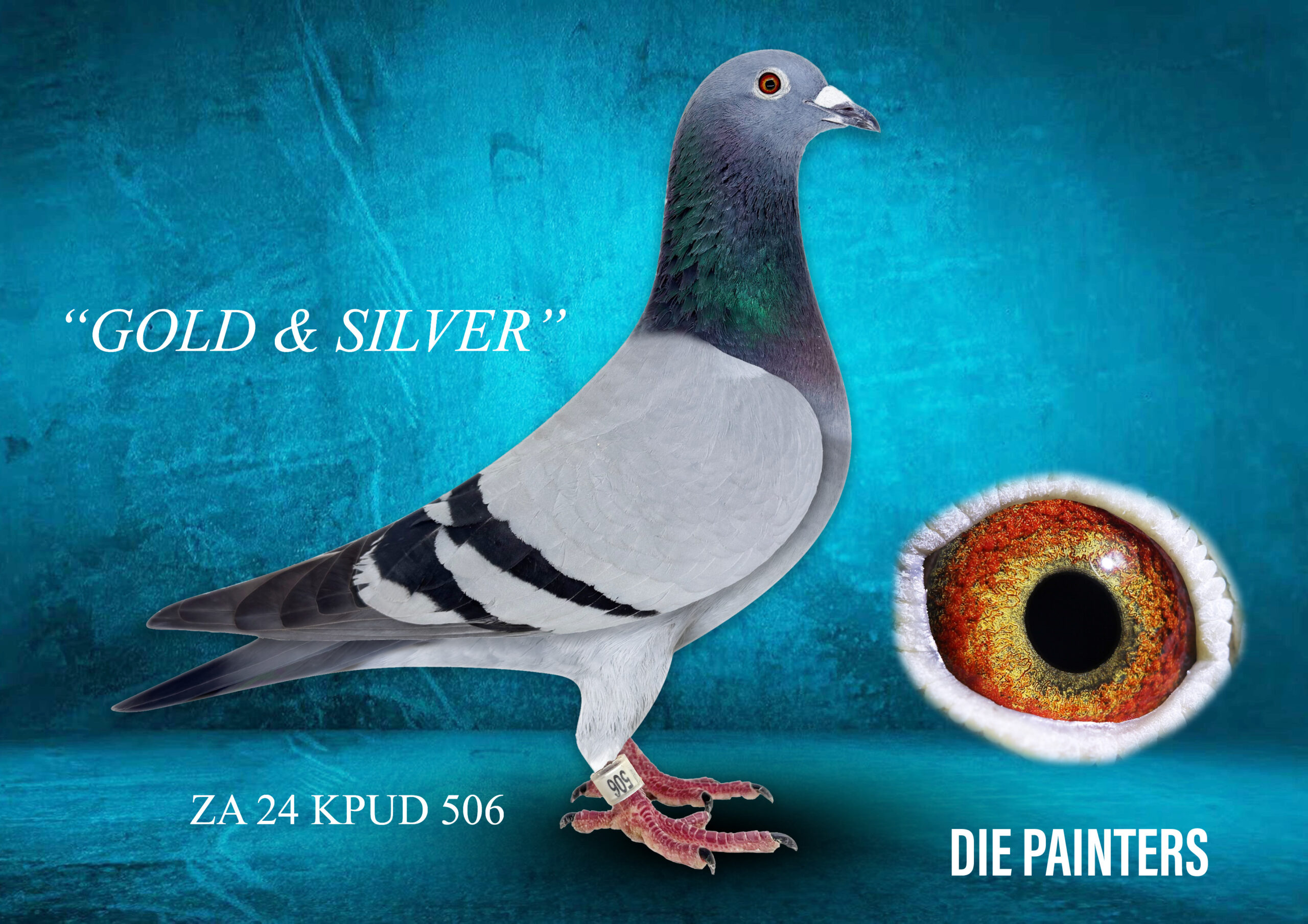 .LOT 2 DIE PAINTERS – ZA 24 KPUD 506 – “GOLD & SILVER” Painter NG Hen Bb Something special! Bred from two Sanpo Medal Winners!! A great racer scoring 2nd, 3rd and 3rd Union – a super intelligent pigeon! Her nestmate sister 505/24 has scored 10 X Top 10 Union! Father is “LONGOLD” our SANPO Gold Medal Long Distance Winner when mated to “SILVEDA”, our SANPO Silver Medal Long Distance Winner. These two pigeons were simply unbeatable on the distances over 650km during 2022 – they literally scored on every long distance race for 6 weeks running. You can’t get a better performance pedigree than this! “GOLD & SILVER” is sure to become a top breeder for her new owner!SEE PEDIGREE!!!!