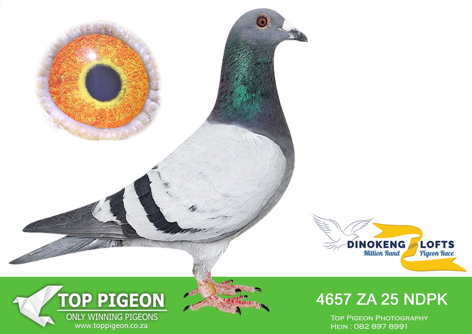 LOT 37 DINOKENG AUCTION 2-MUNNIK/DU RANDT & KOK-ZA NDPK 25- 4657 –