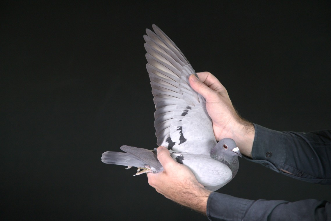 LOT 66 AFRIKAPRO AUCTION 2-Knol Pigeons-NL-25-1574103 –