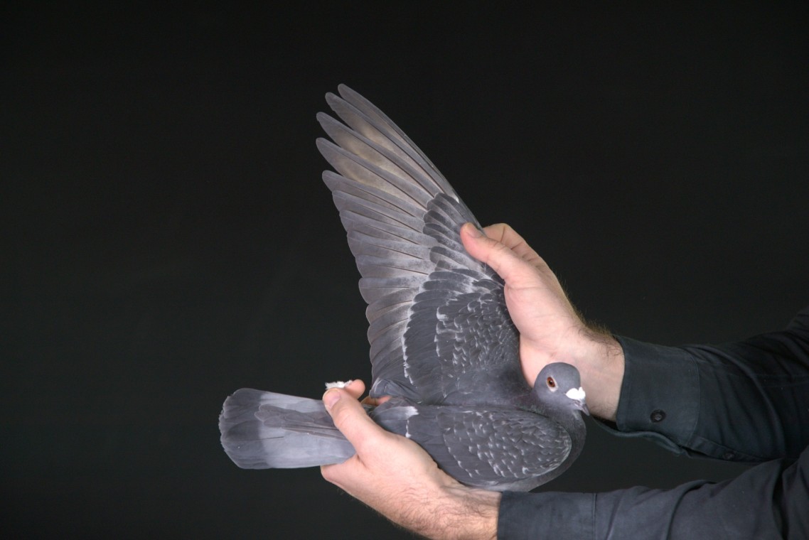 ZZ..LOT 101 AFRIKAPRO AUCTION 2-Knol Pigeons-NL-25-1574109 –