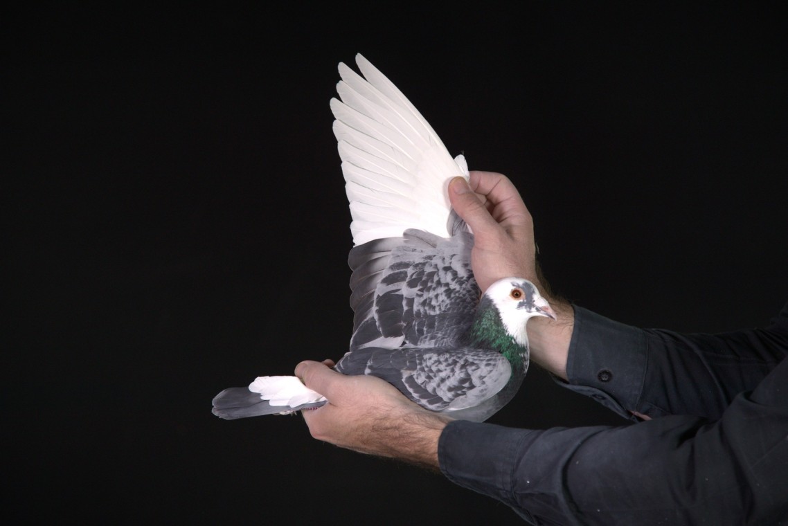 LOT 37 AFRIKAPRO AUCTION 2-Knol Pigeons-NL-25-1574115 –