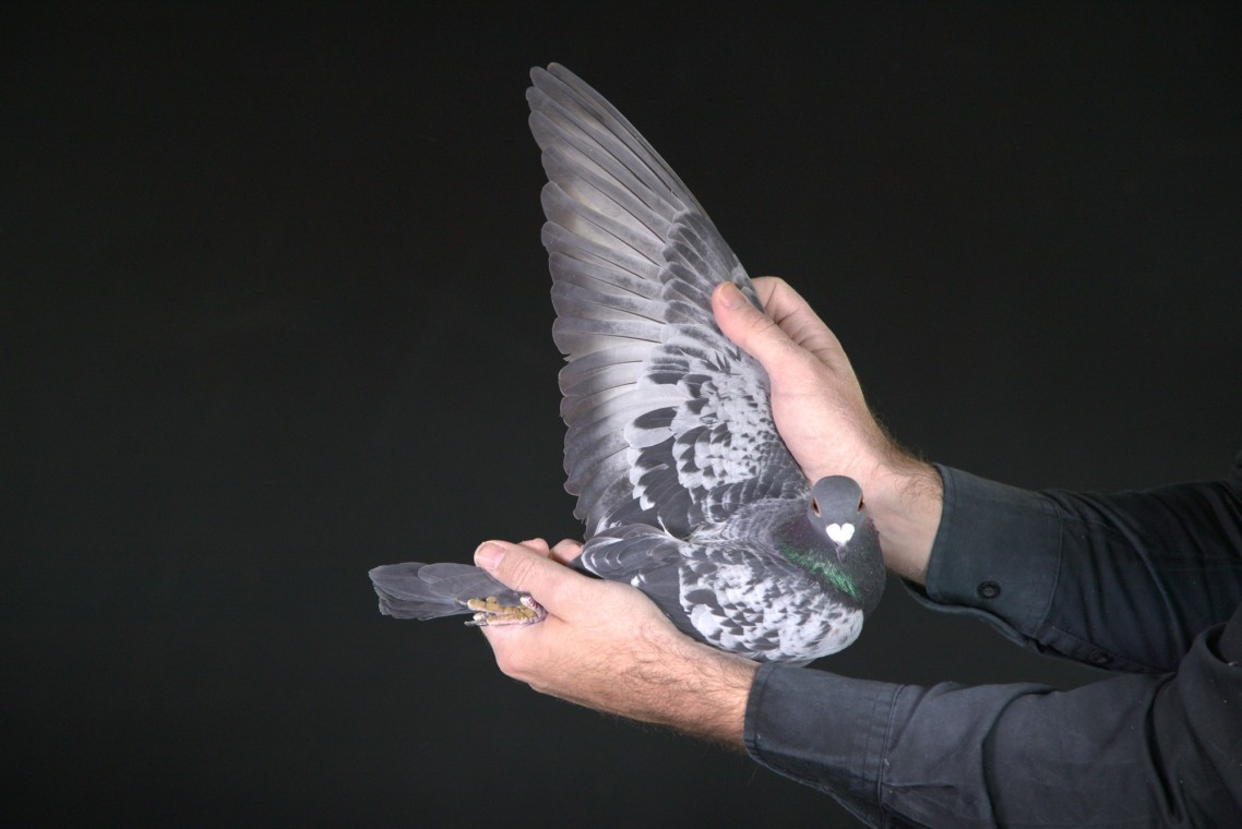 ZZ..LOT 128 AFRIKAPRO AUCTION 1-Jaco&Danie/Exclusive Pigeon Paradise-NL-25-315951 –