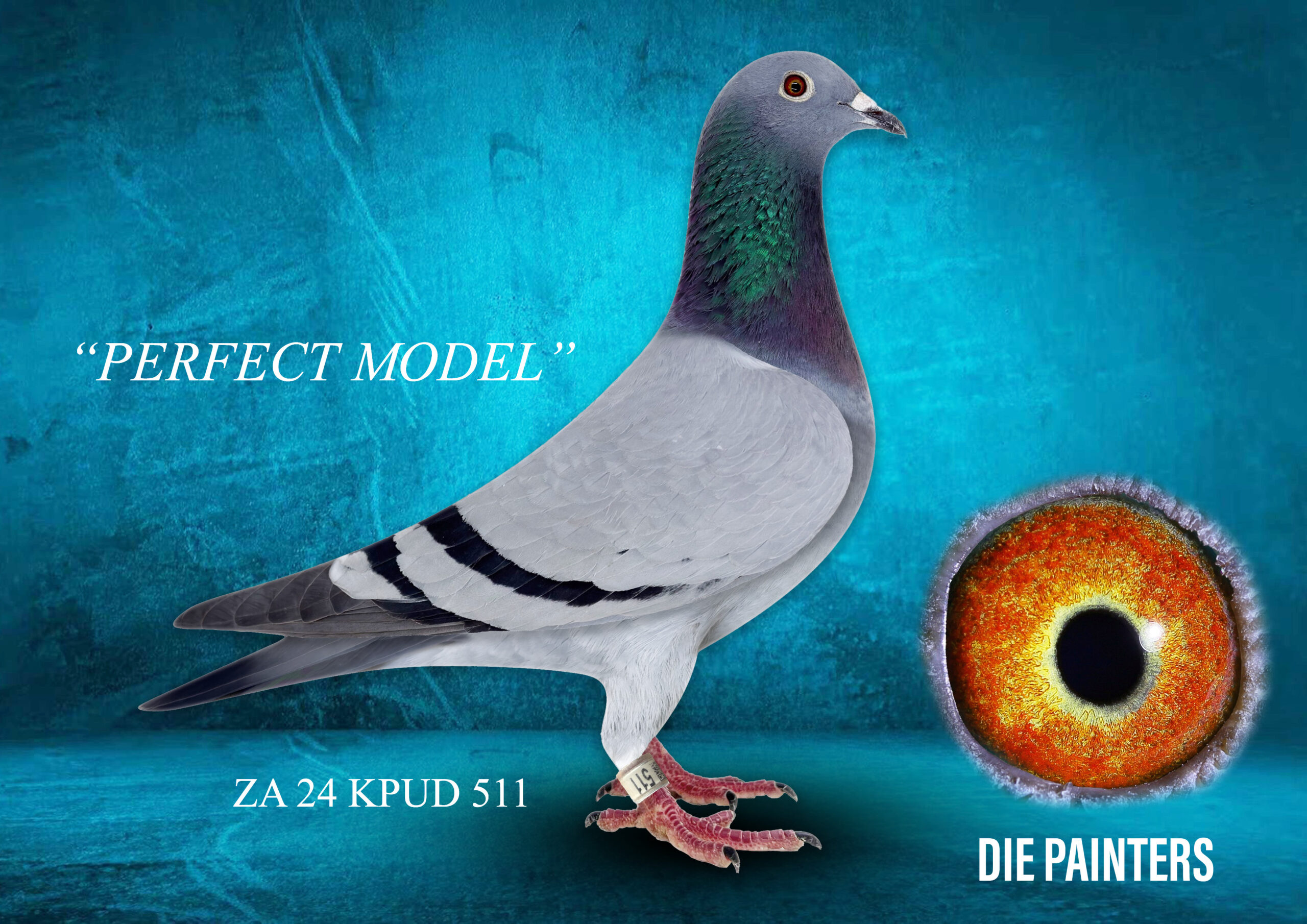 LOT 10 DIE PAINTERS – ZA 24 KPUD 511 – “PERFECT MODEL” Painter Putterie Hen Bb This is a breathtaking hen who has absolutely no flaws. She is a very good racer on the marathon distances over 700km. This season she flew 13th Union Leeu Gamka (930km) and 12th Gauteng Province Kgalagadi (718km) only 7 days later. A real “never-say-die” type of pigeon. She would score 11 out of 10 if that was possible for her build and feathering. Bred from two of our best breeders for the long distances. “BOY PLATINUM” is father to “CHAMP 996”, our 10x Winner and 1st Gauteng Province Kgalagadi Interprovincial 2026. This blood is incredibly valuable and scarce!SEE PEDIGREE!!!!