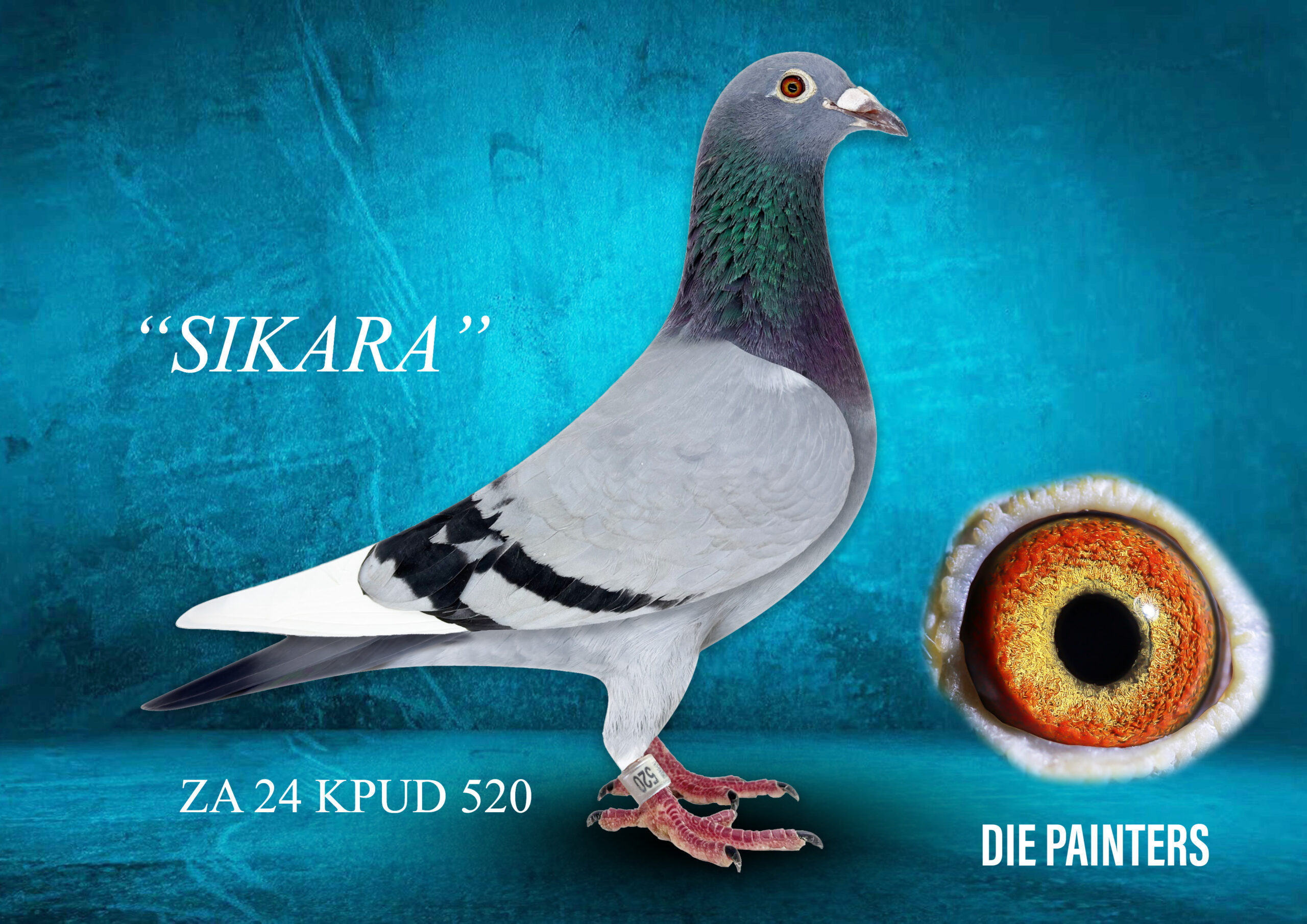 .LOT 4 DIE PAINTERS – ZA 24 KPUD 520 – “SIKARA” Painter NG Hen Bbwf Union Winner and superstar racer scoring 5x Top 10 Union. She is out of the bloodlines that dominated the OLR scene in SA during the last 12 months! On the dam side she has the same mother as “KIARA”, breeder of 1st Final Race Karoo Million and, 14 days later, 2nd Bela Bela Barcelona Race (1st drop). On sire side she has the same father as “TRICKSTER”, 1st Race 7 Diaz 2022. The “recipe” bloodlines of “KONING KAAS” & “THE FAMOUS SK HEN” is in this hen.SEE PEDIGREE!!!!