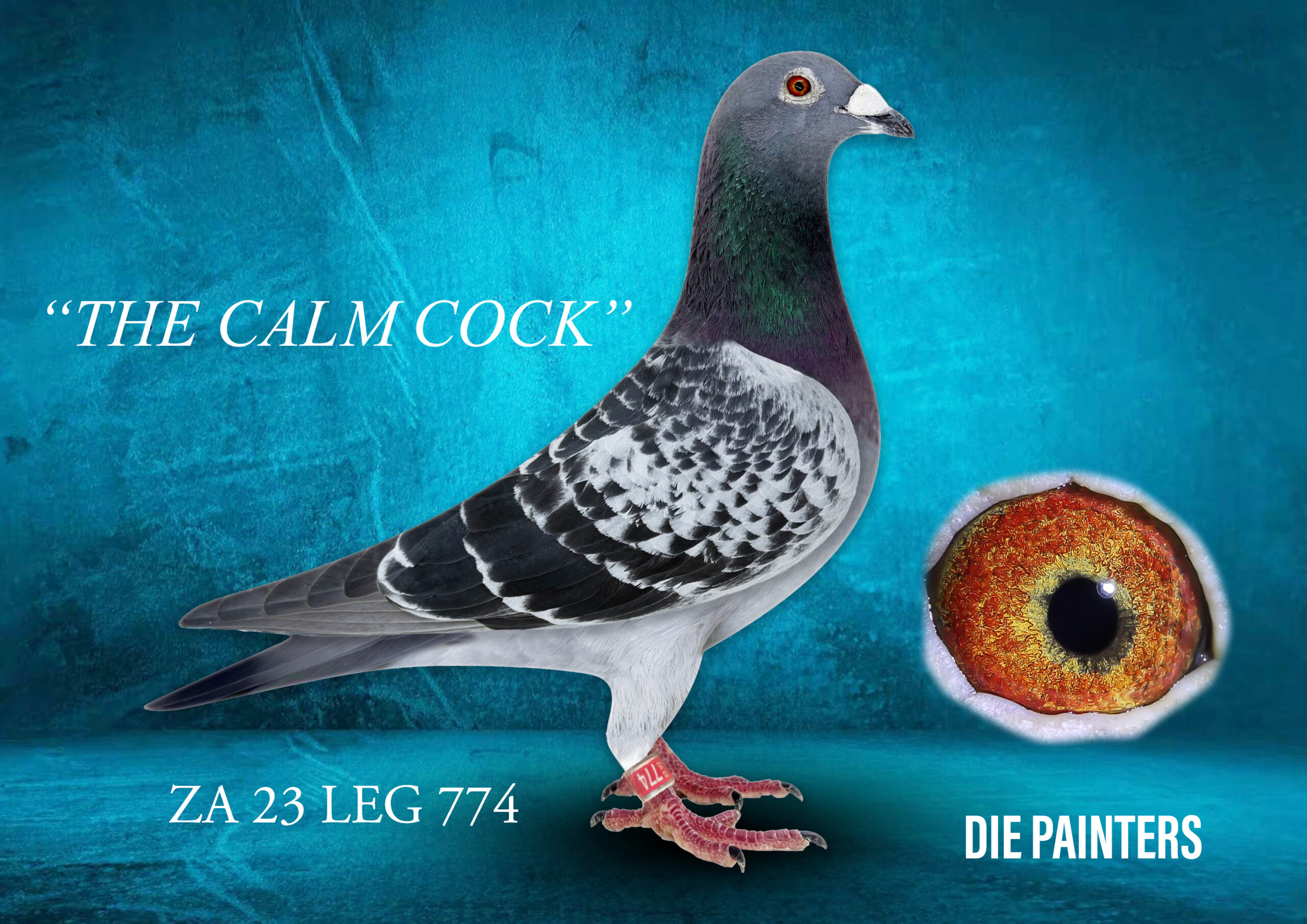 .LOT 9 DIE PAINTERS – ZA 23 LEG 774 – “THE CALM COCK” Painter NG Cock Check This cock is a very good and reliable racer especially in warm to hot temps. His full sister 507/24 is an astonishing racer and has won the Combine and flew 5x Top 10 Union in the space of 8 weeks on the middle and long distances during 2025. Directly out of the great breeder “99 IN PINK” when mated to “JONGE 479” – a click pair from which every baby raced turned out to be a top performer. T his is the best of our “recipe” blood – if you want to do well at Afrikapro, these are the pigeons that have performed at the top every year for 5 years running.SEE PEDIGREE!!!!