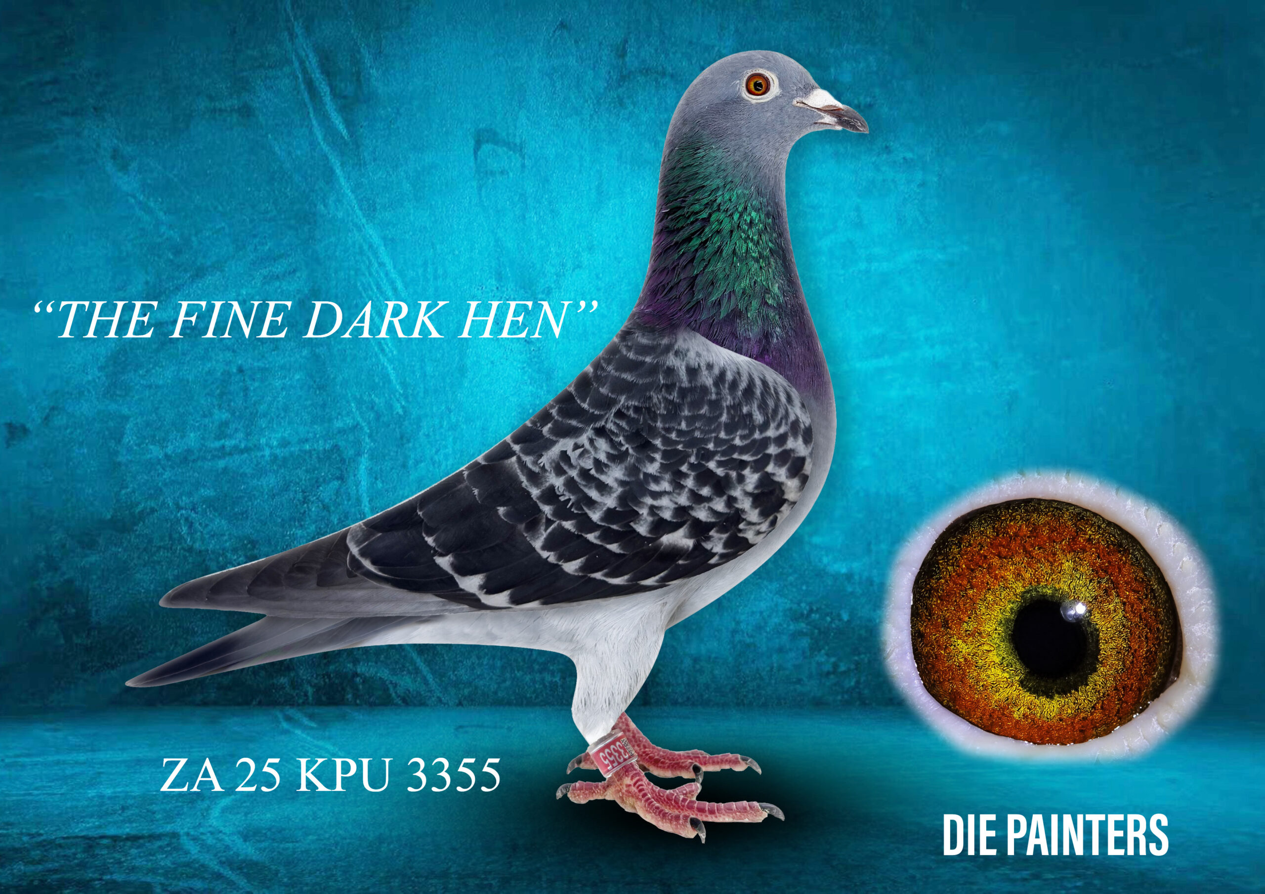 .LOT 4 DIE PAINTERS – ZA 25 KPU 3355 – “THE FINE DARK HEN” Painter Putterie Hen Dc Daughter of two SUPER BREEDERS – put directly to stock. This is the real-deal pure gold South African blood that continues to dominate racing year after year. Her sire, “THE PINNACLE”, is a SUPERBREEDER of 8 individual across winners in 4 different lofts. This cock has delivered with every hen he has been mated to. He is the best son of the legendary “SPRINGBOK”. Her dam, “2 X FED WINNER”, is Mark Kitchenbrand’s 2 X Federation winner in the TRPF. She is a superbreeder, directly out of the foundation pair “THE 03 COCK” x “JAYLE”. This hen produced many winners including at least 2 TRPF Fed Winners. W e bought her when she was 10 years old and we raced only one of her babies – this hen was a double winner for us before we also put her to stock.SEE PEDIGREE!!!!