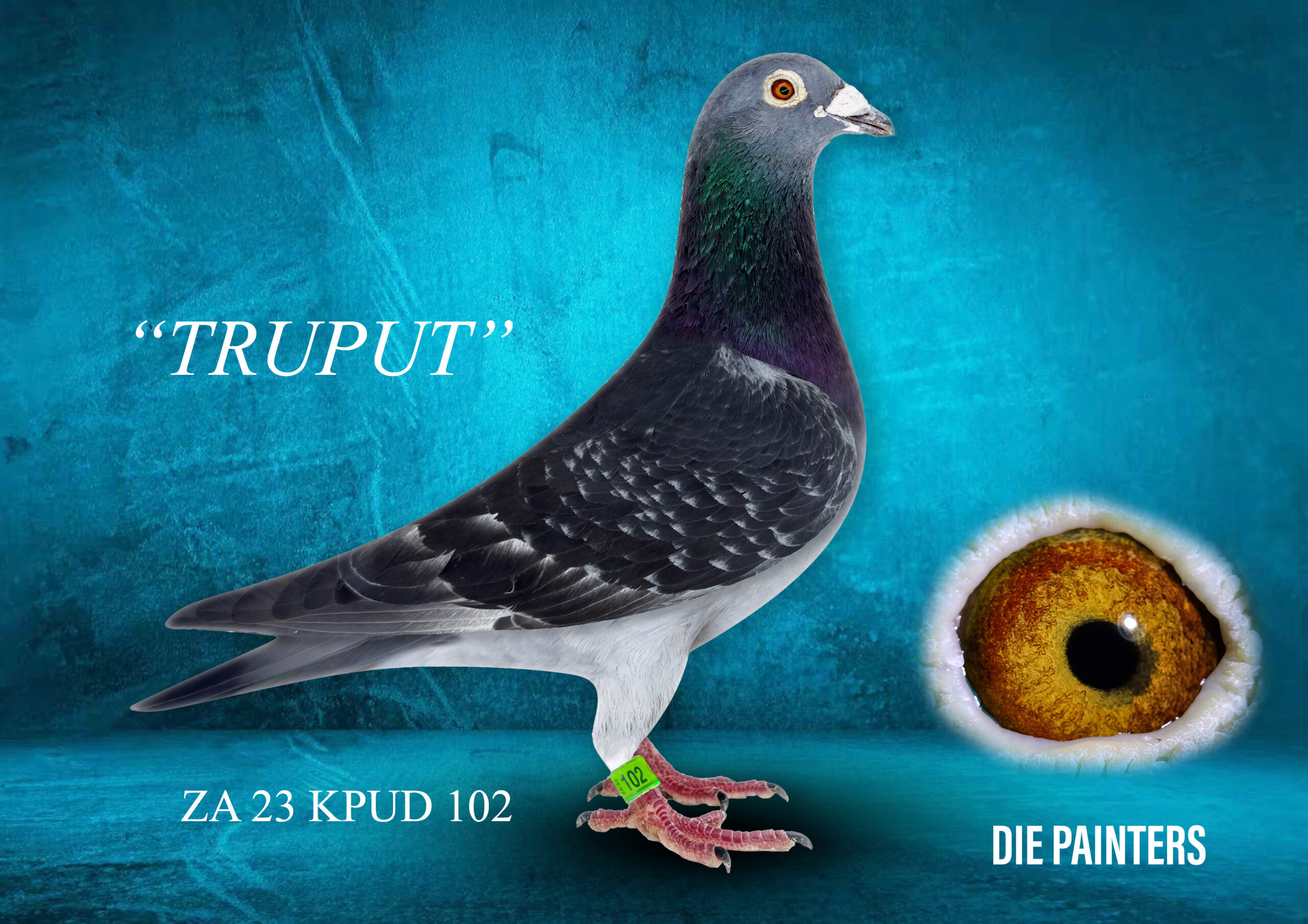 .LOT 7 DIE PAINTERS – ZA 23 KPUD 102 – “TRUPUT” Cock Painter Putterie DC A true Putterie through and through – bred from two pure Painter Putterie lines. This cock was a great racer scoring 2 X Top 3 Combine as well as 2 X Top 25 Kgalagadi Gauteng Province. His father “CROOKED KEEL COCK” is the top breeding son of our famous “NEW DUDE”. He proved an immediate success as a breeder, producing 2 individual Combine Winners plus another 5 Club Winners and Top 1% Union performers in only 3 years. His mother is the “RINGLESS CHESTNUT HEN”, last daughter of our great click pair “PLATINUM JAN” X “CHESTNUT HEN” – a pair that has produced great breeders of winners and Top 1% Union performers for us, Cobra Loft, Stolp Loft and others. The blood of “NEW DUDE”, “PLATINUM JAN” and our famous 911 line combined in one cock – better Putterie blood than this you won’t get!SEE PEDIGREE!!!!