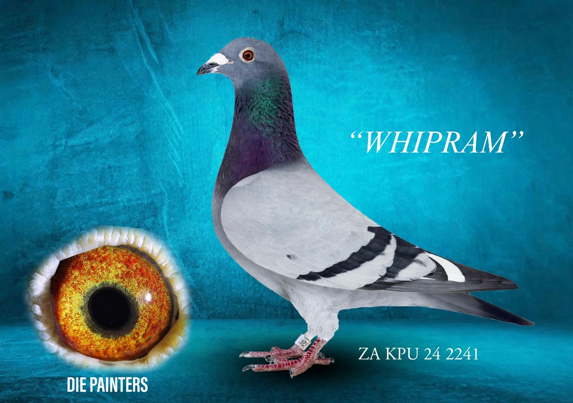 LOT 11 DIE PAINTERS – ZA 24 KPU 2241 – “WHIPRAM” Painter Putterie Cock Bbwf Grandson of the MIRACLE BREEDER “BLUE WHIP”. Bred for stock out of two great breeders to retain the valuable blood of the legendary hen “LITTLE MAMA” – there are too many champions in her progeny to mention here, but she must rate as one of the best producing hens in SA over the last 15 years; her children were not only great racers but even better producers. Direct son of “REPLICA WHIP”, a super breeding son of MIRACLE BREEDER “BLUE WHIP” – the only cock in SA to have bred SANPO Gold Medal Winners, and also grandfather to the 2024 Afrikapro Green Jacket Winner & 6th Afrikapro Final 2026. The mother of “WHIPRAM” is the best daughter of our previous generation No 1 breeding cock “BLUE STALLION” when he was mated to “LITTLE MAMA”, who is the mother of MIRACLE BREEDER “BLUE WHIP”.SEE PEDIGREE!!!!!
