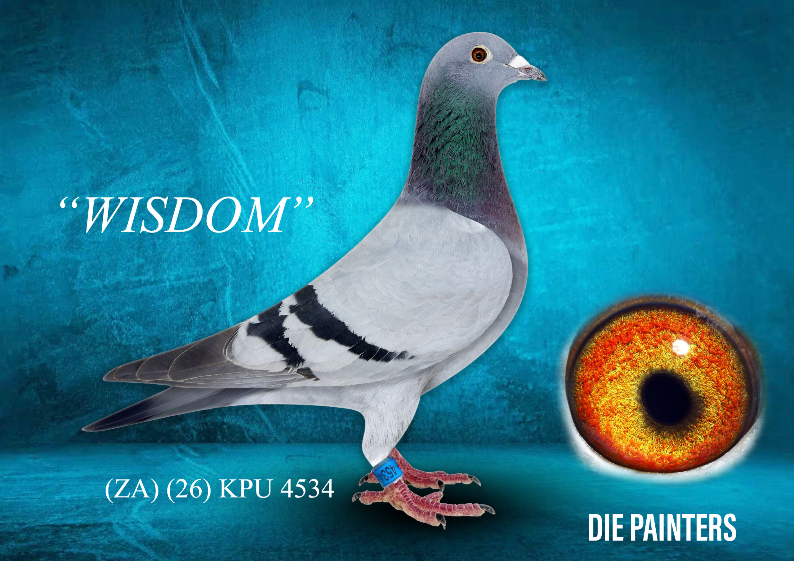 .LOT 6 DIE PAINTERS – ZA 26 KPU 4534 – “WISDOM” Painter NG x Hooymans Hen Bb Full sister of “POKOMON” who flew 27th Afrikapro Final Race for Jannie Bredenhand & Feather Lofts. He flew twice Top 100 on the two hardest races at Afrikapro 2026. “WISDOM” herself was a good racer at Diaz OLR 2026 and scored in the Top 100 on three occasions during the 10 Race Series. She scored 26th Race 5, 43rd Race 7 and 57th on the Final. She also finished 60th Overall Ace Pigeon out of the 1523 pigeons that participated at Diaz this year. Her father “OKAPI” is one of the last sons of our famous foundation cock “KONING KAAS” when he was mated to a super hen from Pipa – she is a granddaughter of the famous “PRINCE PORSCHE”. Her dam is directly from Jan Hooymans and is bred out of a son of “New Harry” x “Alexia” when mated to a direct daughter of the famous “BLUE BRAVE” (co-bred with Albert Derwa) -both sides tracing to National and NPO winners across France and Belgium, including “Davinia”, 1st Olympiad Pigeon Allround Belgium.SEE PEDIGREE!!!!