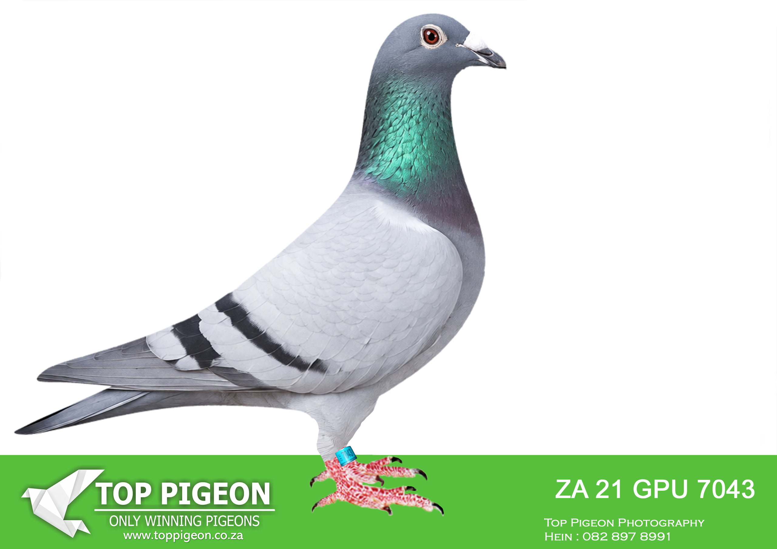 .LOT 1 CAPE BLUE – ZA 21 GPU 7043 BB HEN – Mother to wynland 24 4109 BC – Boland truck winner 🏆1st Of 2550 pigeons . Mother to wynland 24 4108 BC fed Winner . Mother to wynland 25 3193 B.B 2 time Winner 6ste fed 12 union. Grandmother to wynland 25 3189 BC won club by 18 minutes 6th fed 12th union. Mother to wynland 24 4160 BC union winner.————–SIRE: 8969 ZA 15 WRRPA – “Dinokeng I” A Kaasboer Ă— Sablon cock and winner of Hotspot 1 at Dinokeng in 2016. Bred from 6056851 BELG 12, “Smits Kok,” a sire of multiple winners for GJT Lofts, and 24804 ZA 08, “Daughter 810,” a proven Sablon hen credited with producing numerous winners. His pedigree combines winning race performance with established breeding strength.———– DAM: 0222 ZA 13 SNWF A blue bar Houben Ă— Chipo hen, bred from 0161 ZA 12 SNWF and 20055 ZA 12, “Chipo’s Girl.” Her sire’s family includes the noted “Young Gun” Houben line, while her dam carries the blood of “Chipo” and “Sister Chipo.” Her pedigree brings together families credited with producing race winners and successful breeding pigeons.SEE PEDIGREE!!!!
