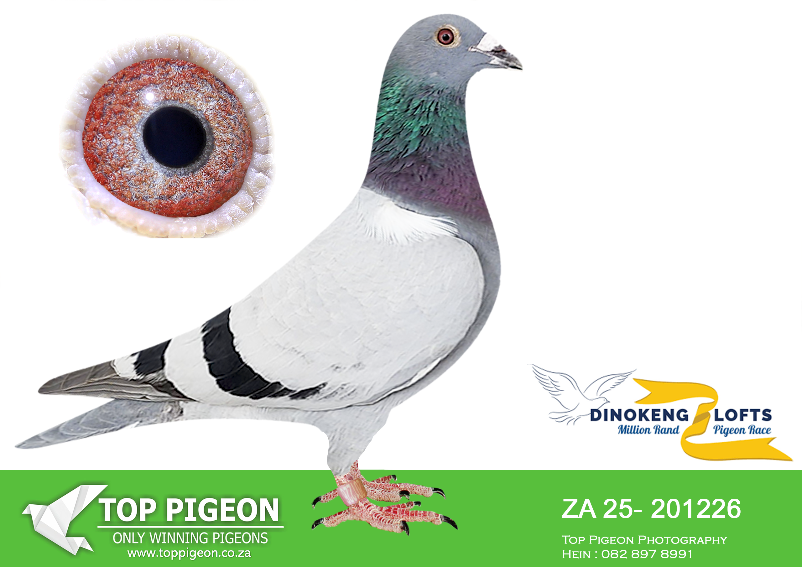 LOT 48 DINOKENG AUCTION 2-STOFFELS FAMILY LOFTS-ZA 25- 201226 –