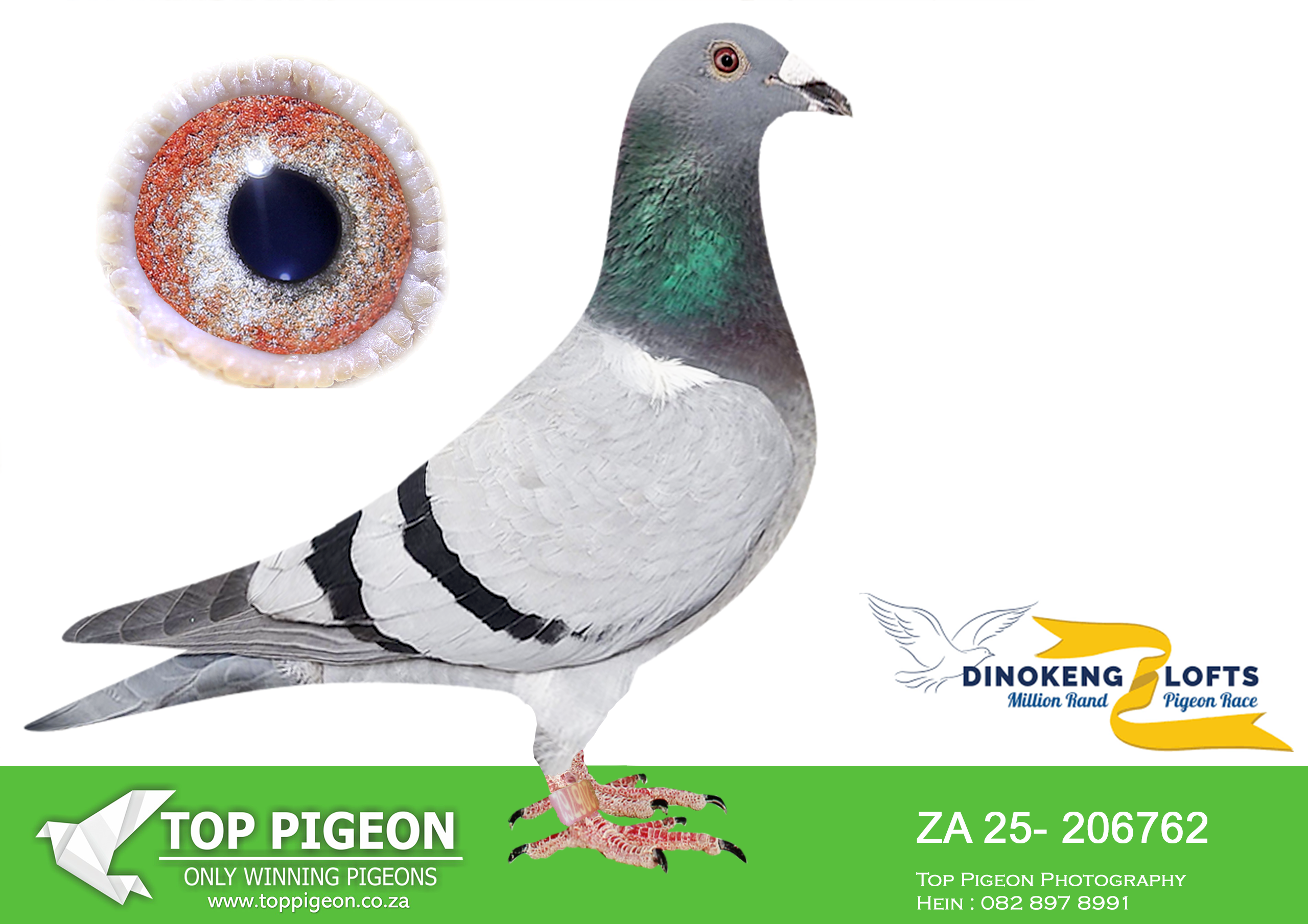 LOT 17 DINOKENG AUCTION 2-DESERT QUEEN RACING-ZA 25- 206762 –