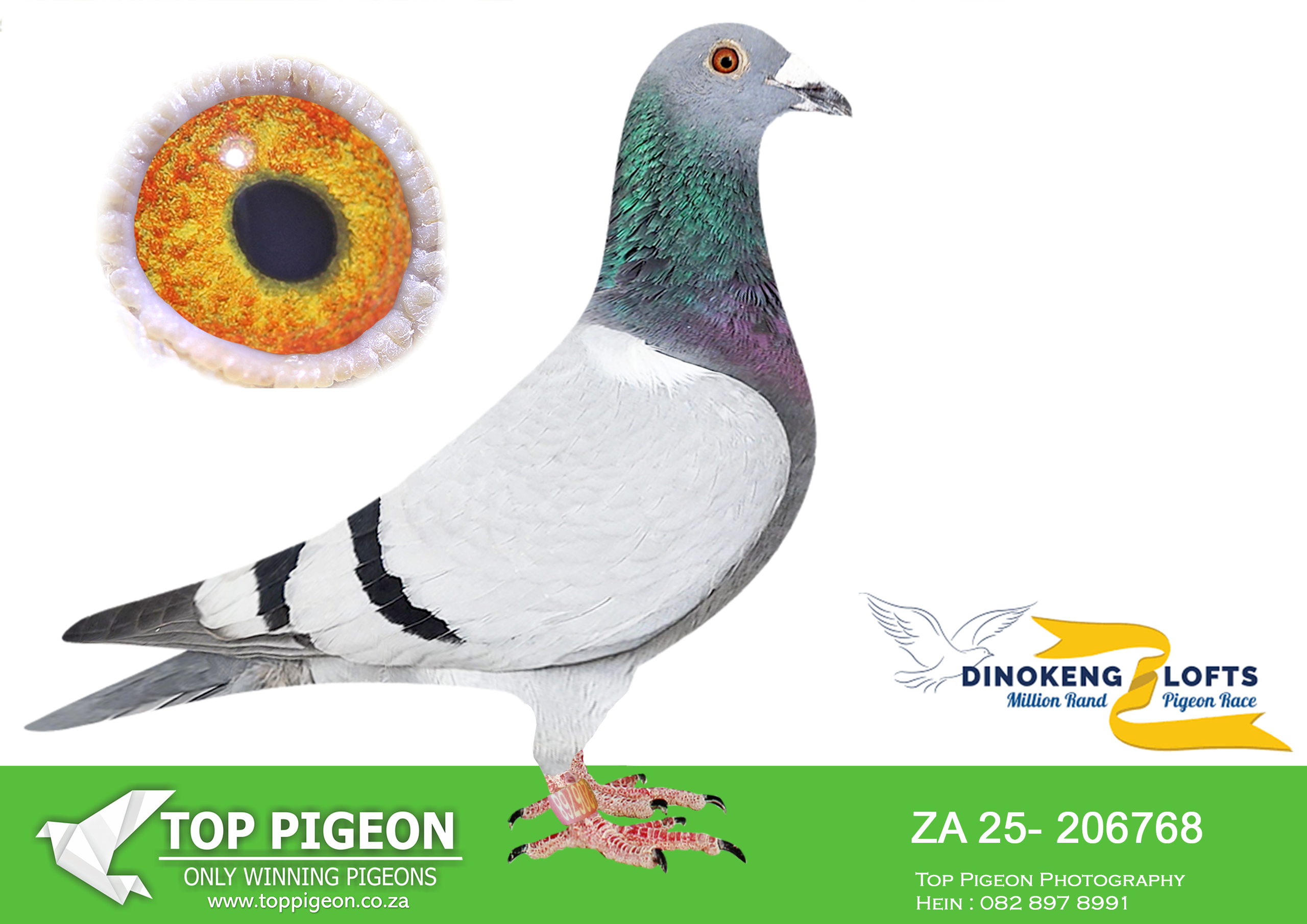 LOT 46 DINOKENG AUCTION 2-DESERT QUEEN RACING-ZA 25- 206768 –