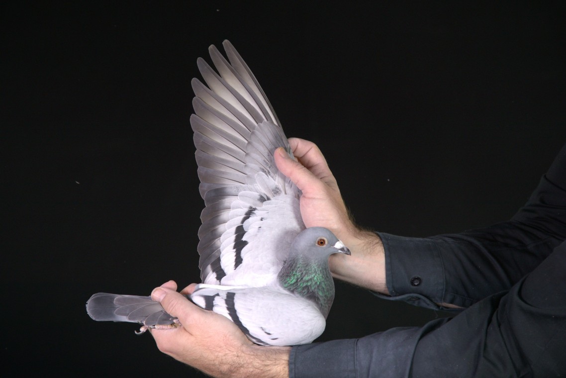 .LOT 4 AFRIKAPRO AUCTION 1-Jaco&Danie/Exclusive Pigeon Paradise-ZA-25-GPU-5330 –