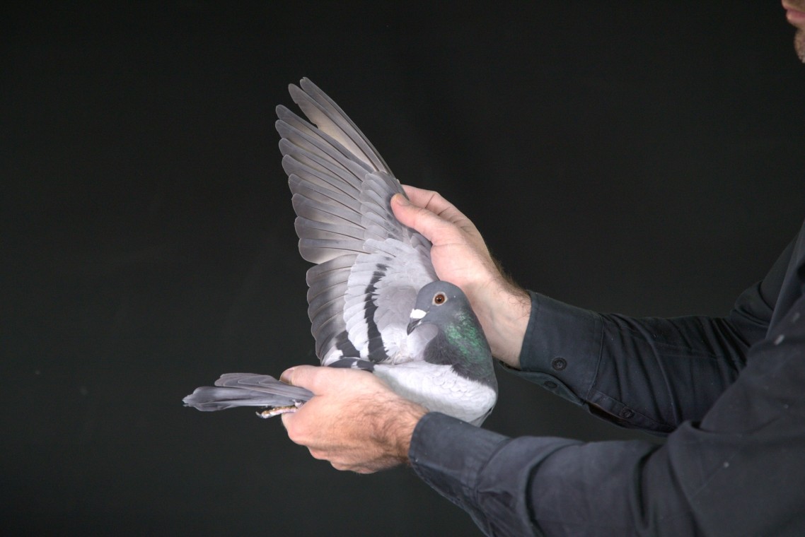 ZZ..LOT 152 AFRIKAPRO AUCTION 1-Jaco&Danie/Exclusive Pigeon Paradise-ZA-25-GPU-5337 –