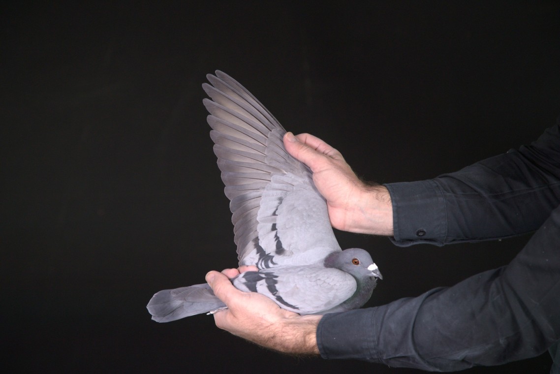 LOT 61 AFRIKAPRO AUCTION 2-Northern Cape Pigeoneers-ZA-25-HPT-1674 –