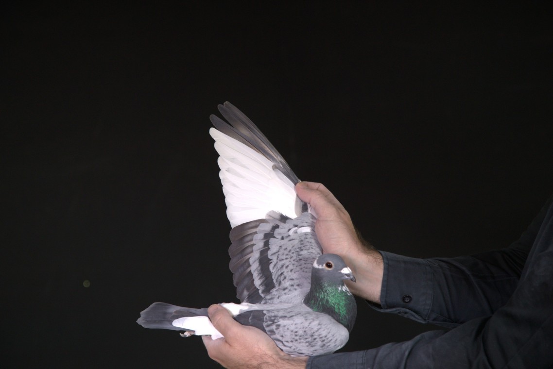 LOT 26 AFRIKAPRO AUCTION 2-Jaco&Danie/Exclusive Pigeon Paradise-ZA-25-JKL-14 –