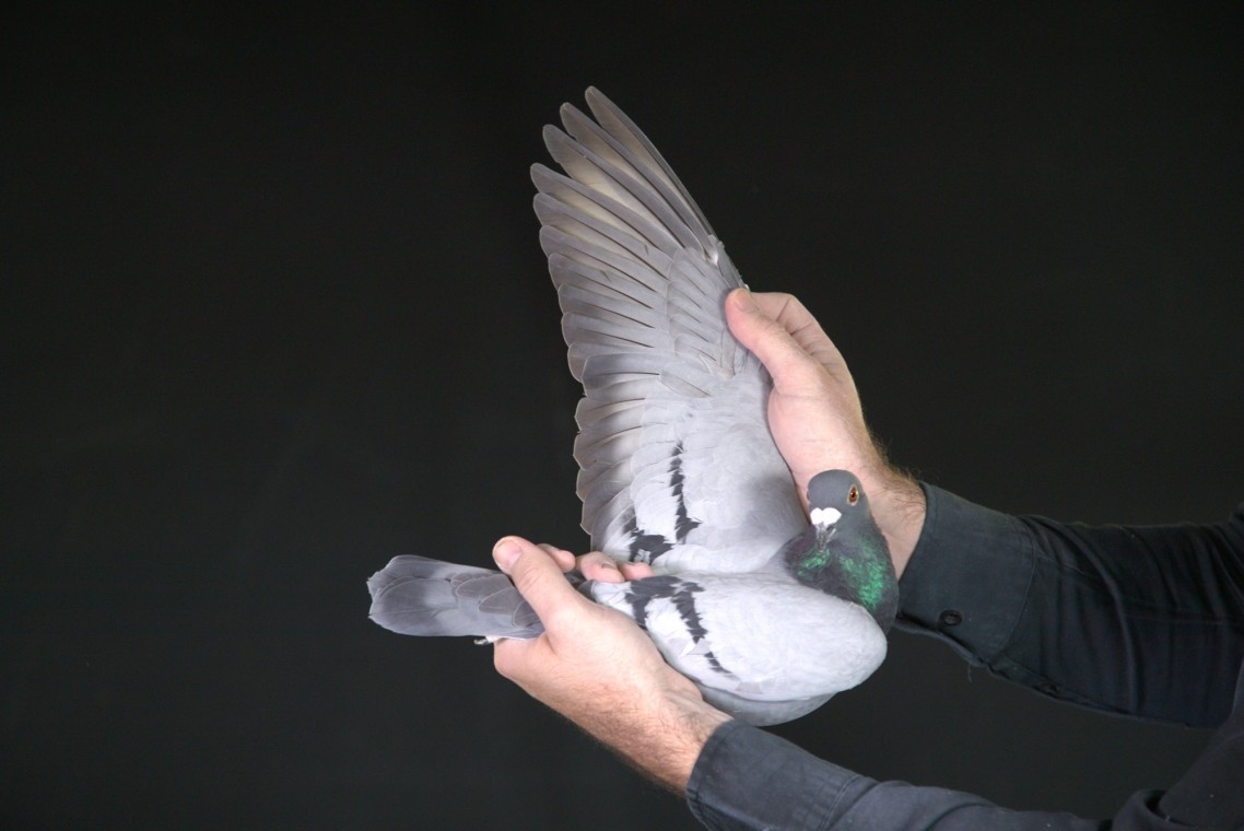 ZZ..LOT 113 AFRIKAPRO AUCTION 2-Exclusive Pigeon Paradise/Ninja Lofts-ZA-25-JKL-170 –