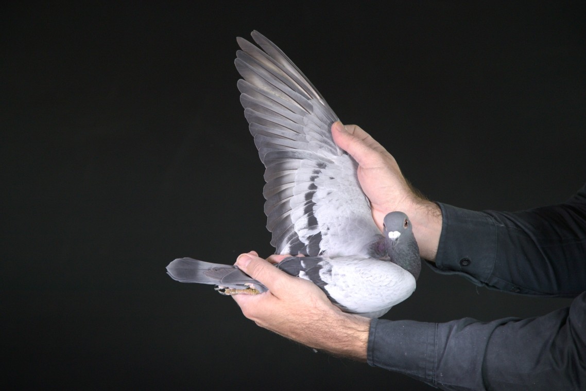 ZZ..LOT 126 AFRIKAPRO AUCTION 2-Exclusive Pigeon Paradise/Ninja Lofts-ZA-25-JKL-176 –