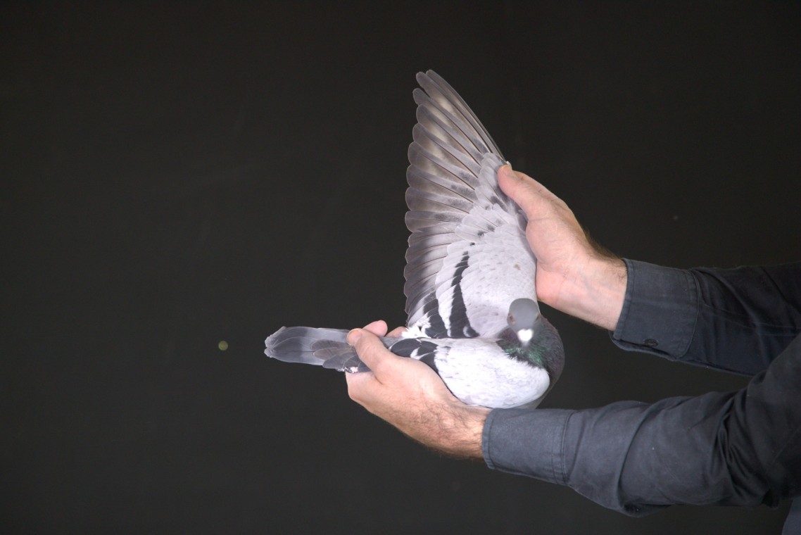 LOT 38 AFRIKAPRO AUCTION 1-Exclusive Pigeon Paradise/Ninja Lofts-ZA-25-JKL-177 –