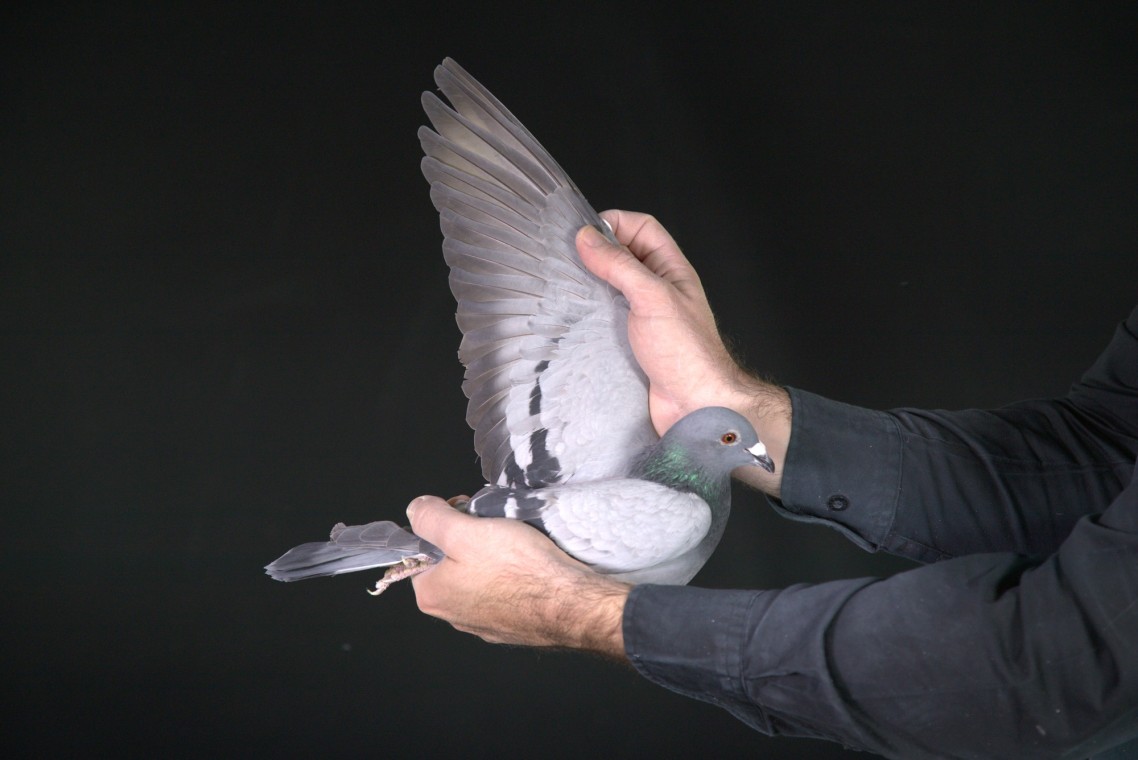 ZZ..LOT 157 AFRIKAPRO AUCTION 1-Jaco&Danie/Exclusive Pigeon Paradise-ZA-25-JKL-187 –