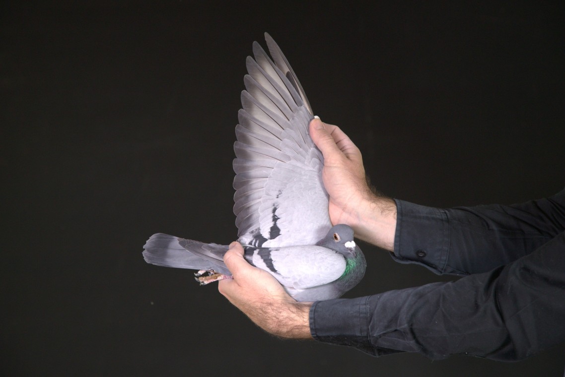 ZZ..LOT 174 AFRIKAPRO AUCTION 2-DJG Loft-ZA-25-KAROO-168 -SIRE:22 VPU 3354.Alias “”810 FINE T UNED”” Strain: 810 SABLON COLLECT ION Color: Blue Bar White Flt WOW! SUPER PIGEON! Linebred for stock to 4 of the best breeding children of SUPERBREEDER 810. – CYRILS 4798/14, His progeny won us R339000 in Prize Money 2022! Grandsire to GPU 11091/22,————-DAM:21 KARO 107 .Alias “”HERMIENA”” Strain: T om Lock Color: Blue Bar Bred for stock from my best T om Locks. T his is a super hen in the hand and the pedigree.SEE PEDIGREE!!!!