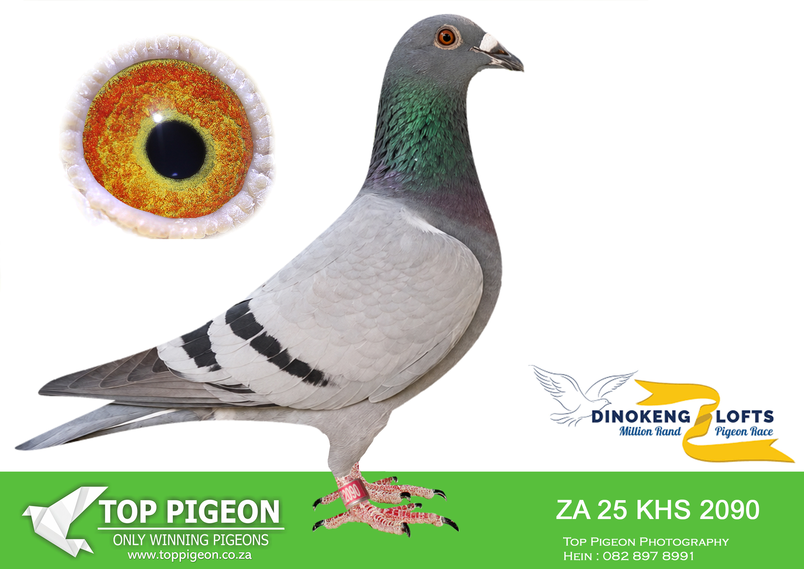 LOT 84 DINOKENG AUCTION 2-FRANCOIS STEINMAN-ZA KHS 25- 2090 -SIRE: BPF23-307 — Blue-bar Sablon cock from BPF19-1515 × NKHPT21-6714. His sire is credited with breeding Winnersflight’s 2020 Ace and SAIPR’s fourth Ace in 2022; the dam is inbred 810 Sablon with Boytjie and JBM’s Girl ancestry.————– DAM: ZA20-TRPF-7567 — Blue-bar hen from ZA16-TRPF-20108, Kitchenbrand breeding, × ZA14-GPU-15781 “The GPU Hen”. The latter is credited as a five-time winner and Federation winner, SANPO middle-distance gold and overall silver medallist in 2016.SEE PEDIGREE!!!!