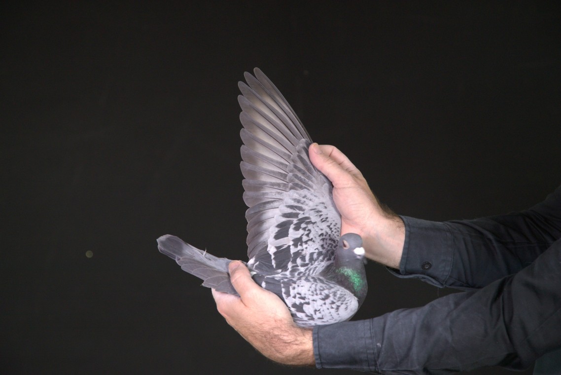 ZZ..LOT 145 AFRIKAPRO AUCTION 2-Dr. de Weerd/Pigeon Palace-ZA-25-TPA-7240 –