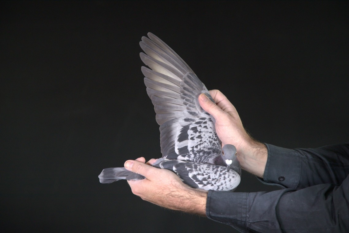 ZZ..LOT 150 AFRIKAPRO AUCTION 2-Bredenhand – Pigeon Palace-ZA-25-TPA-7245 –